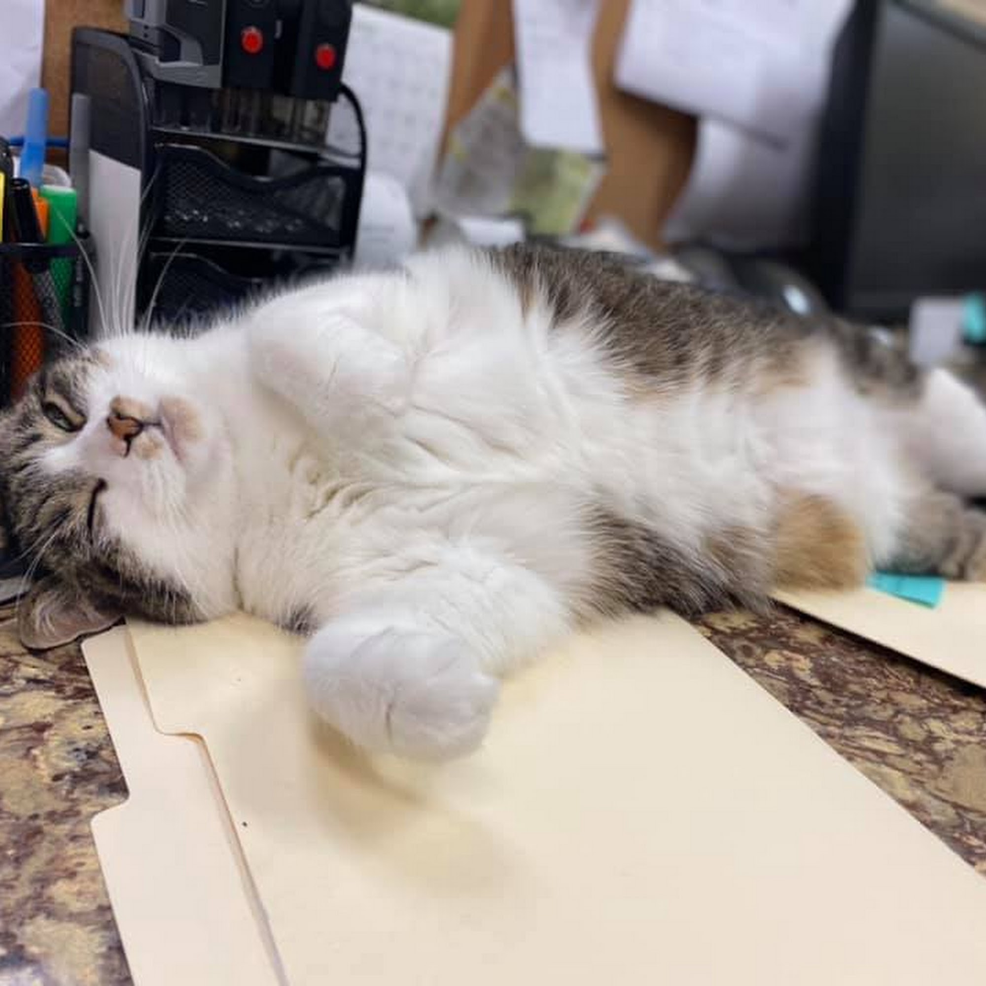 Harrisburg Pike Animal Hospital Lancaster