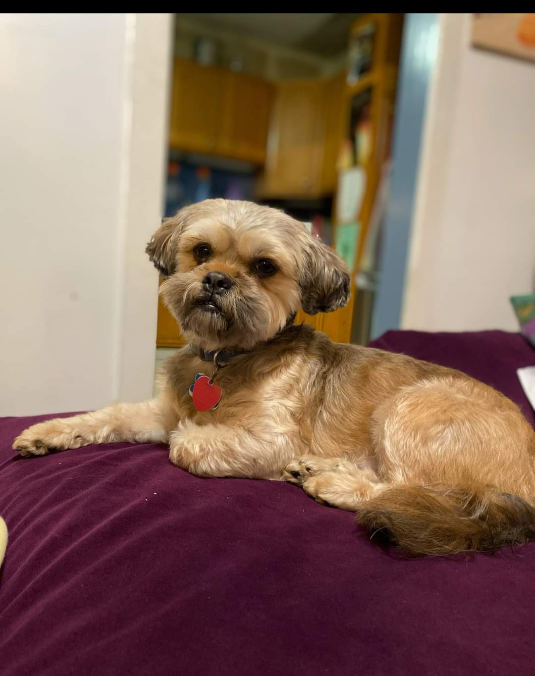 A Pooch Parlor Lancaster