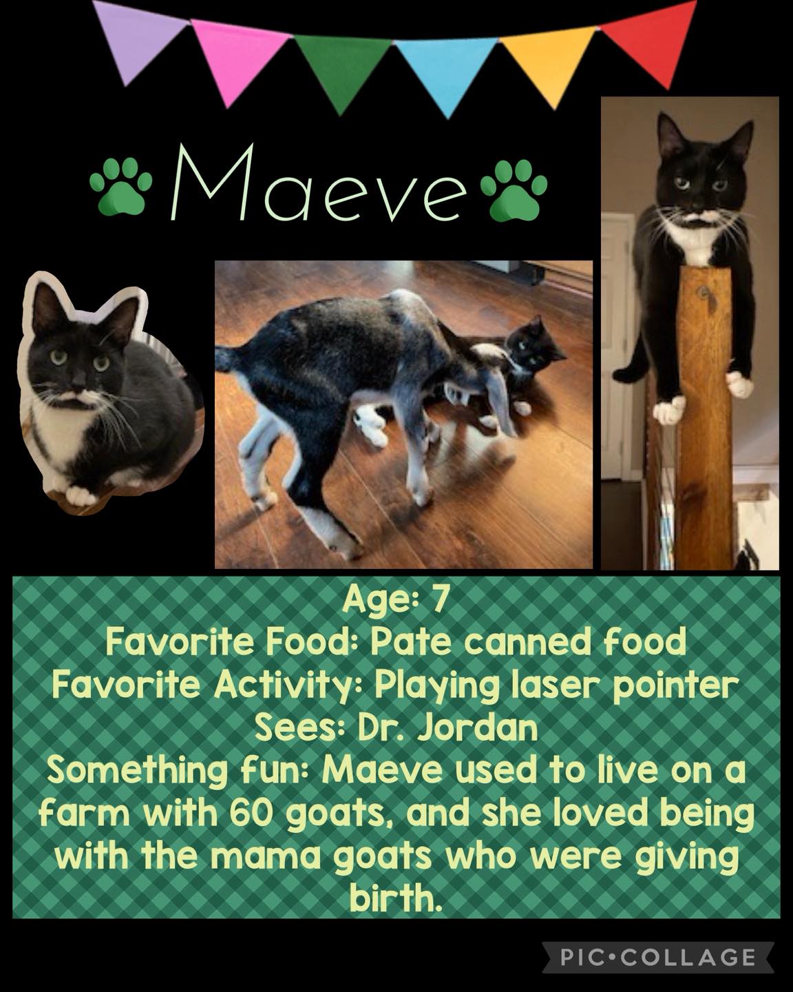 Happy Tails - Diane Hodges DVM Lancaster