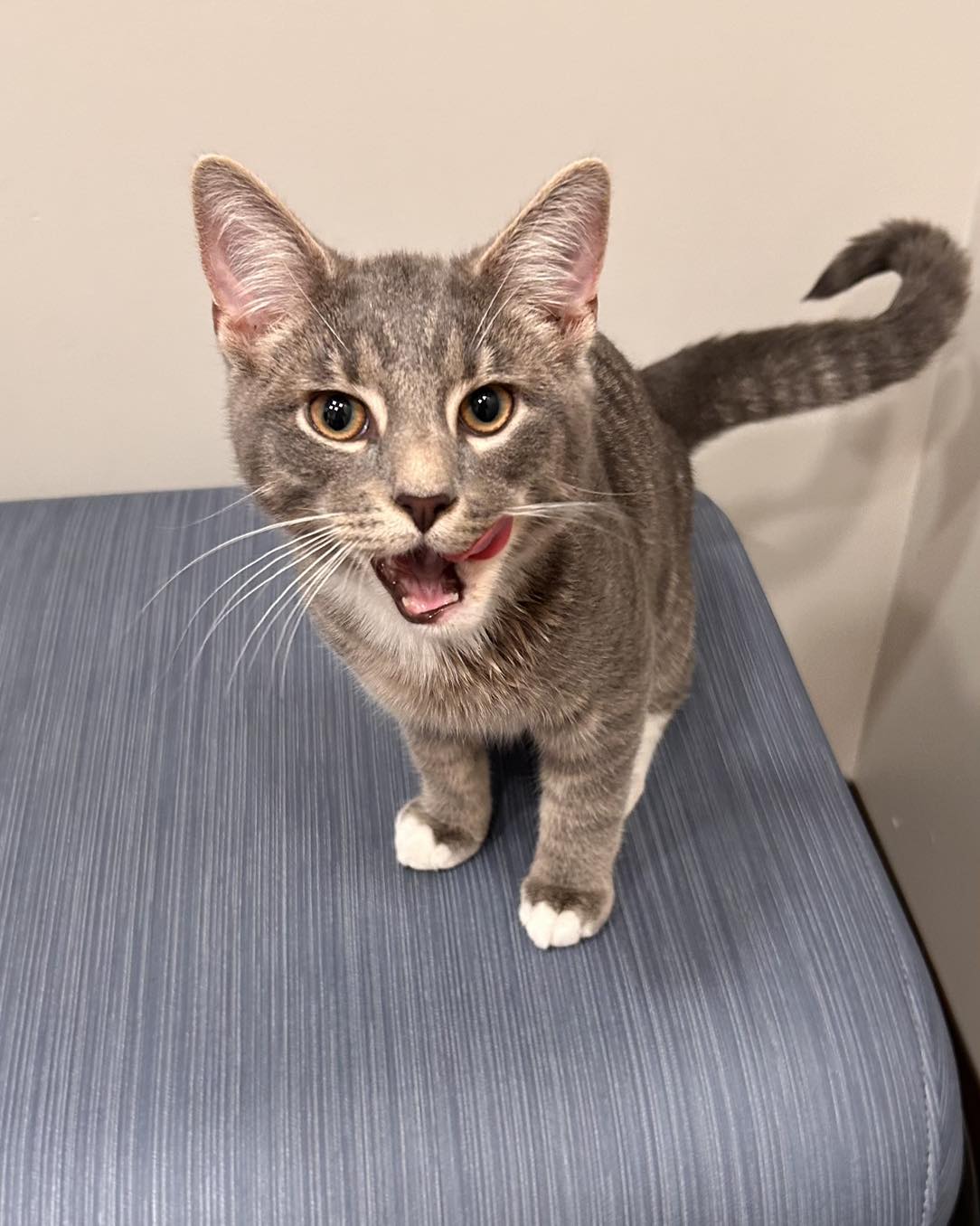 Happy Tails - Diane Hodges DVM