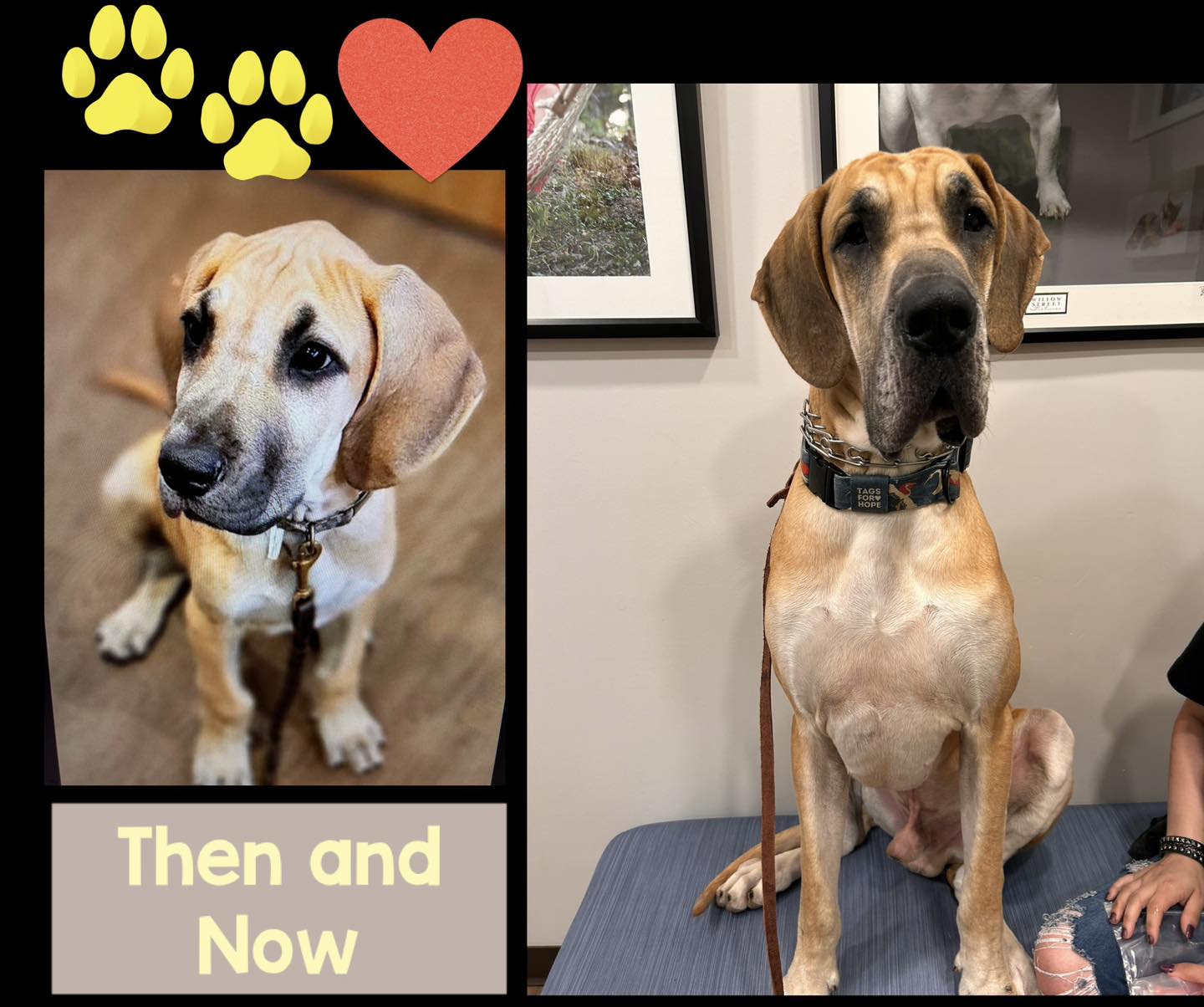 Happy Tails - Diane Hodges DVM