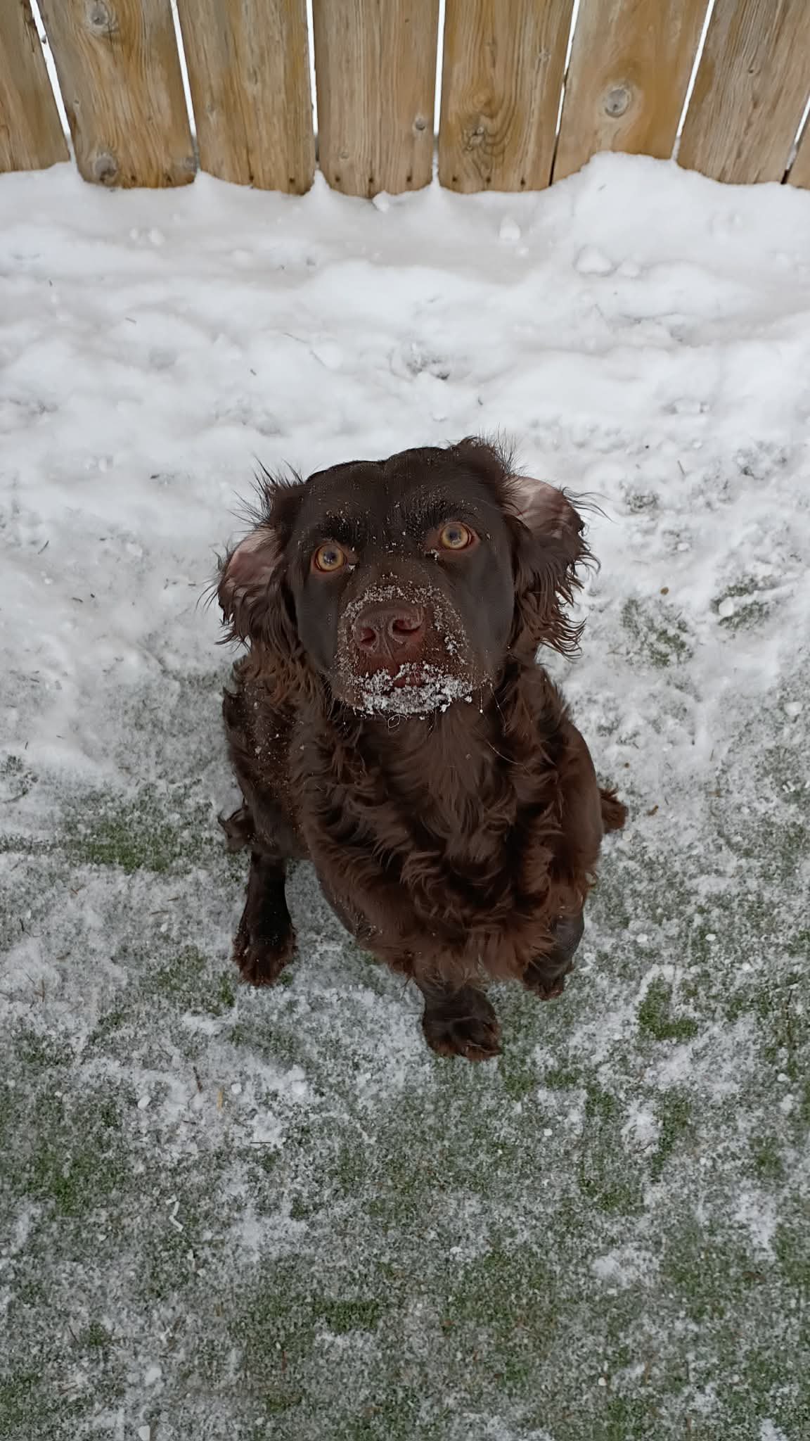 Dog Sense, LLC Lancaster