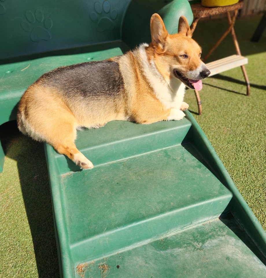 Dog Sense, LLC Lancaster