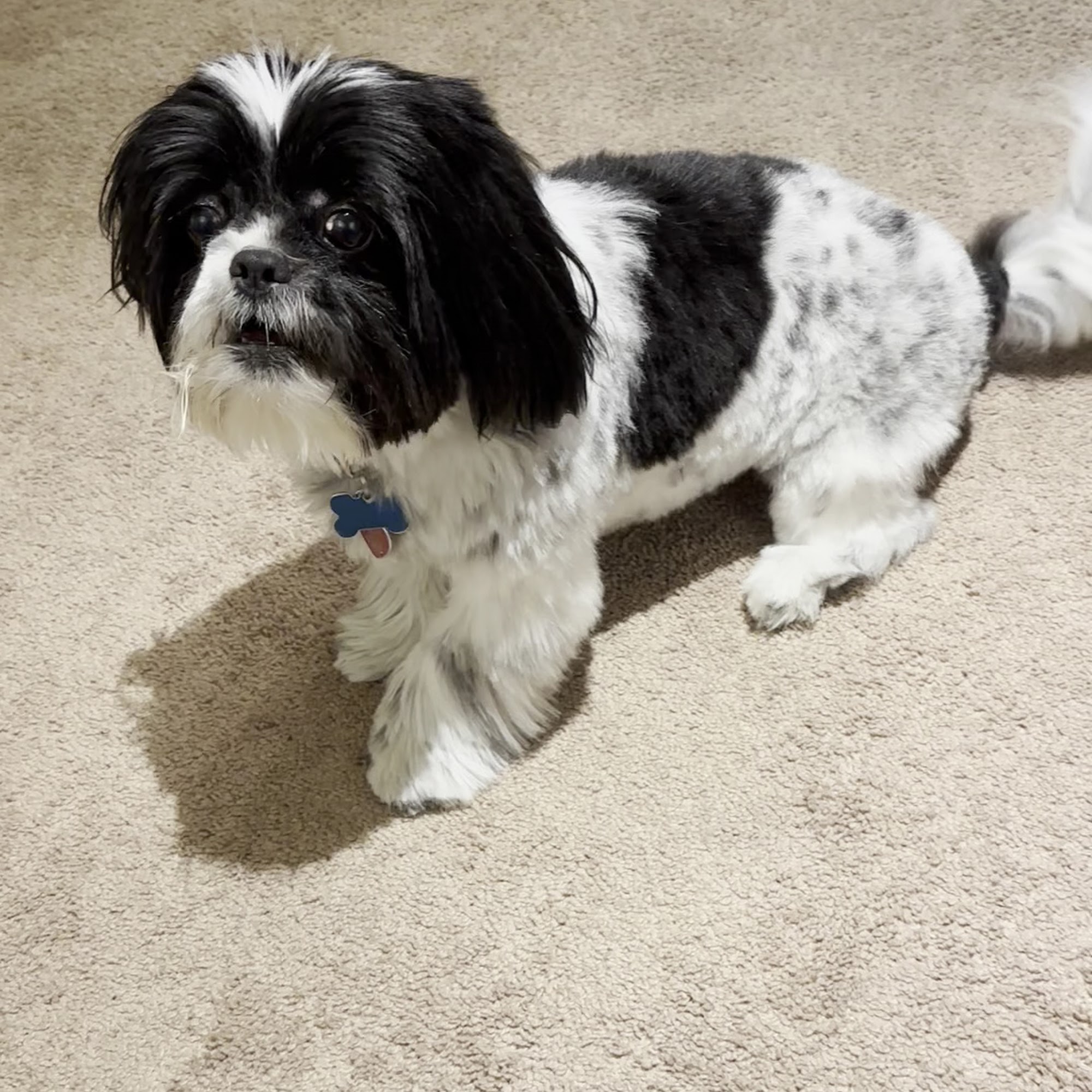 Oh My Dog Pet Grooming LLC Lancaster