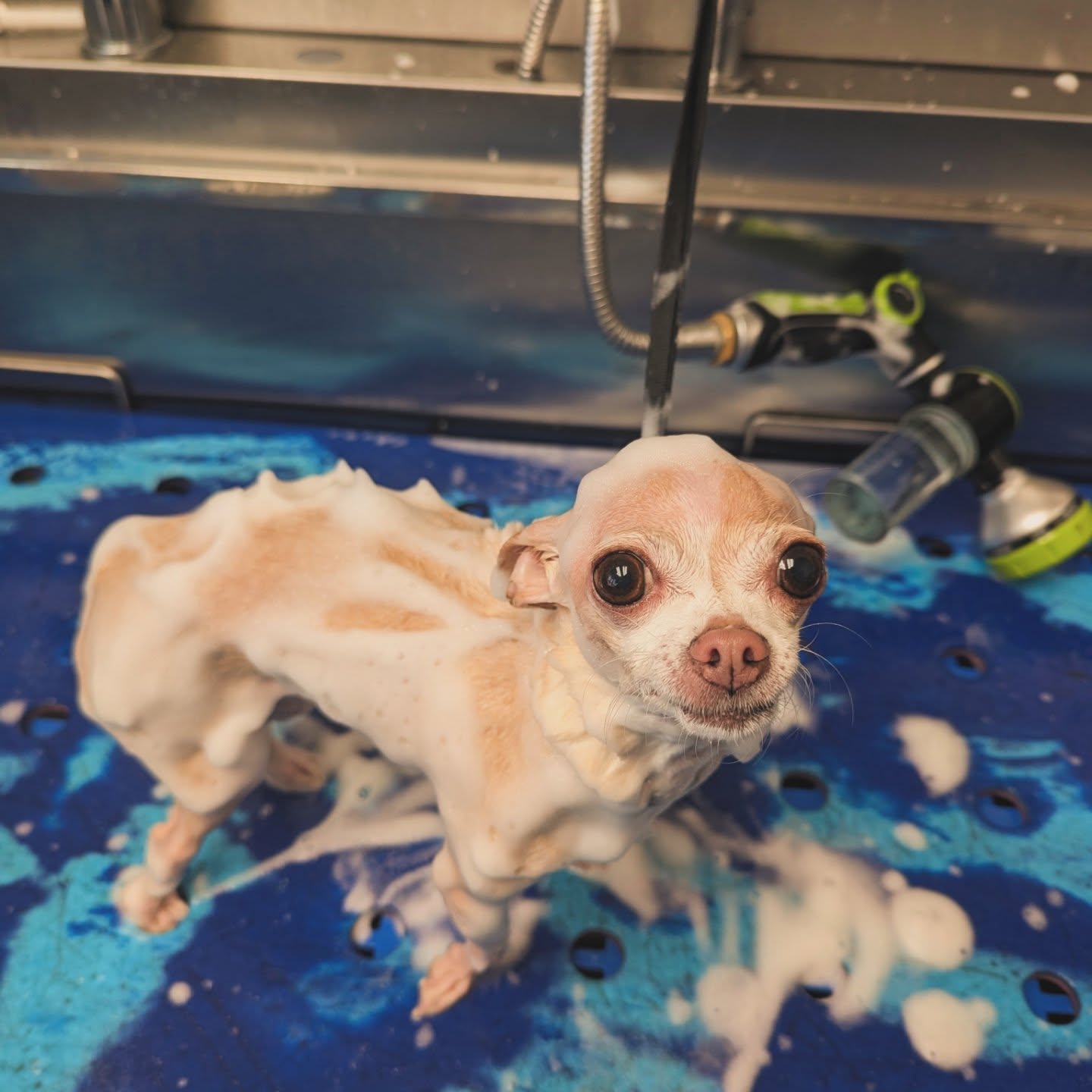 Oh My Dog Pet Grooming LLC Lancaster