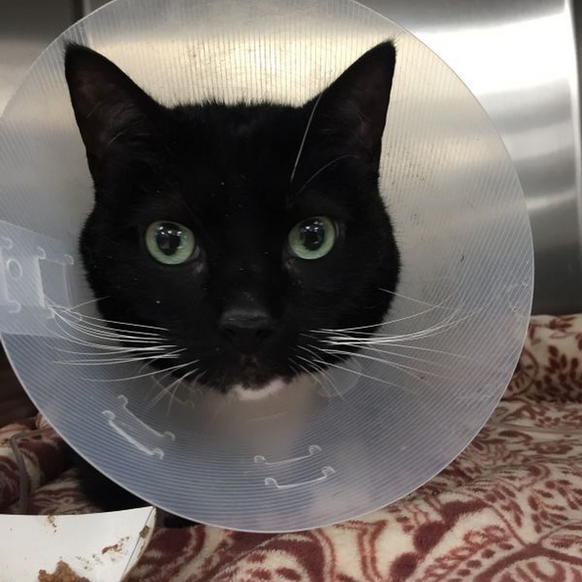 BluePearl Pet Hospital Langhorne