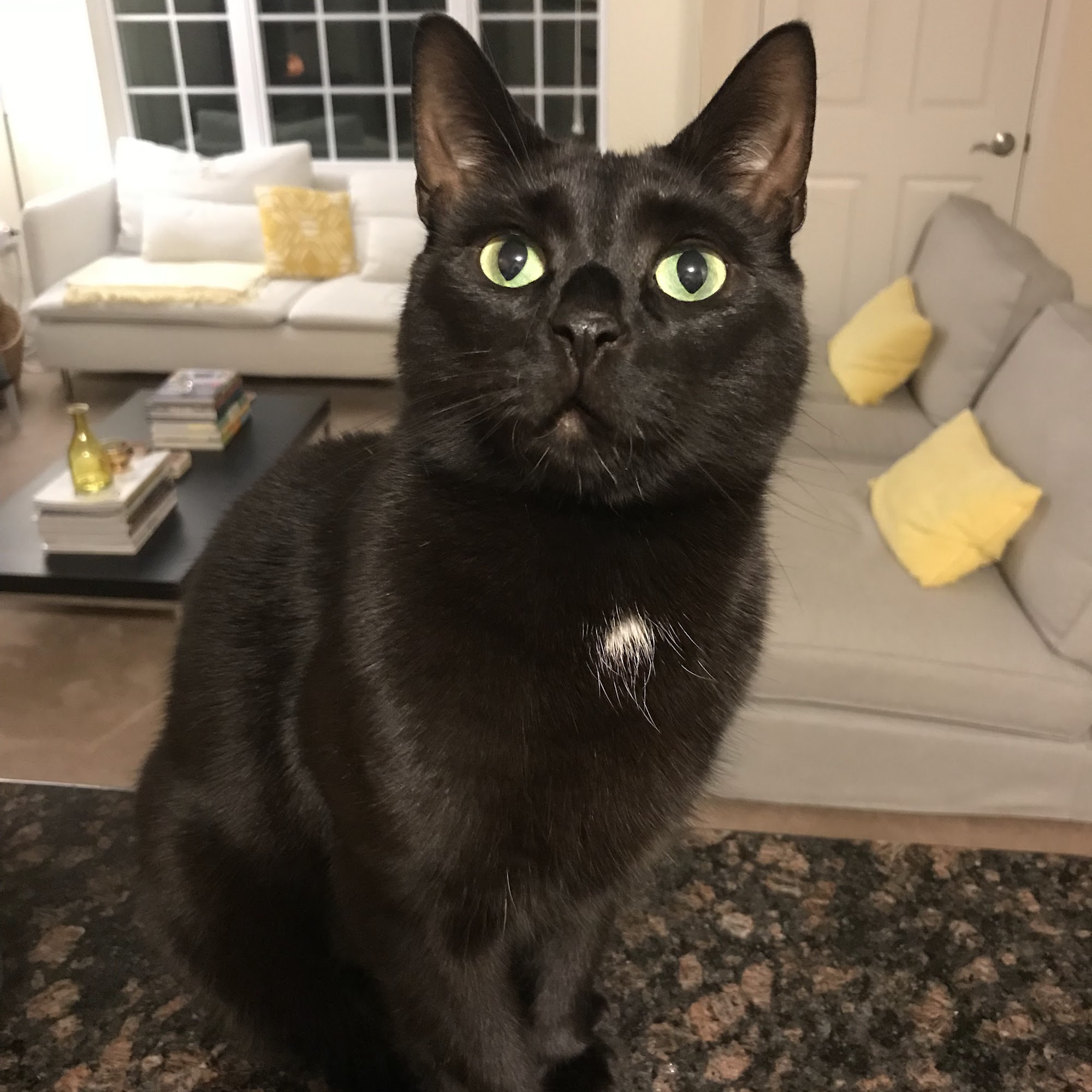 Buxmont Veterinary Hospital Langhorne