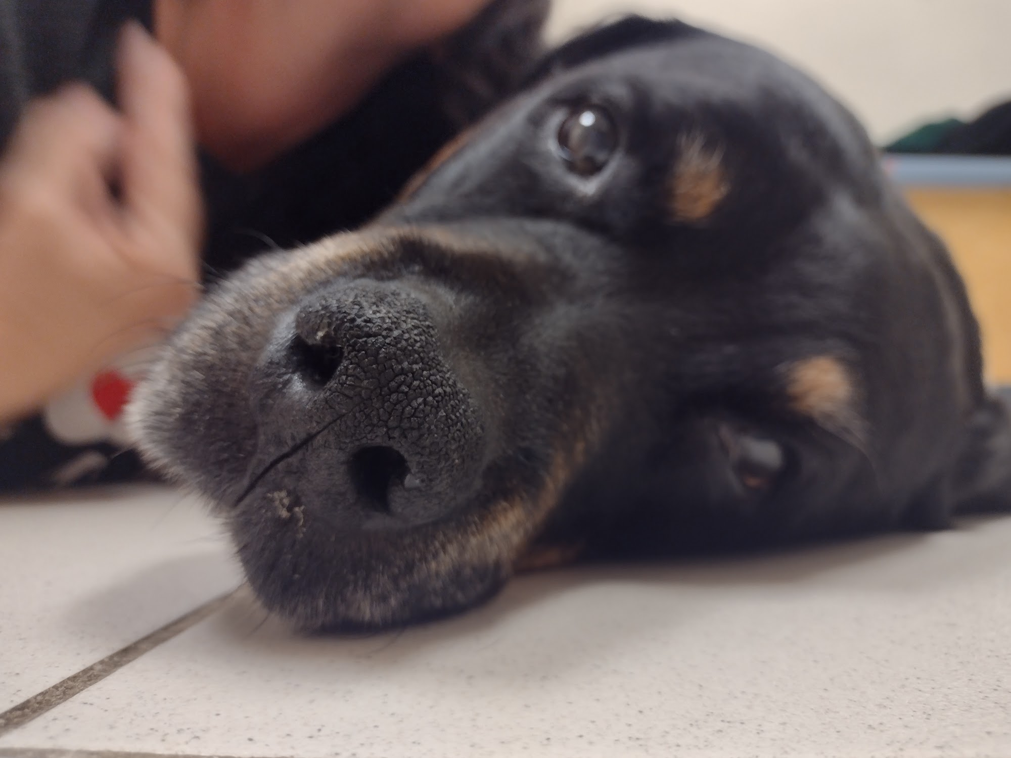 VCA Gwynedd Animal Hospital Lansdale