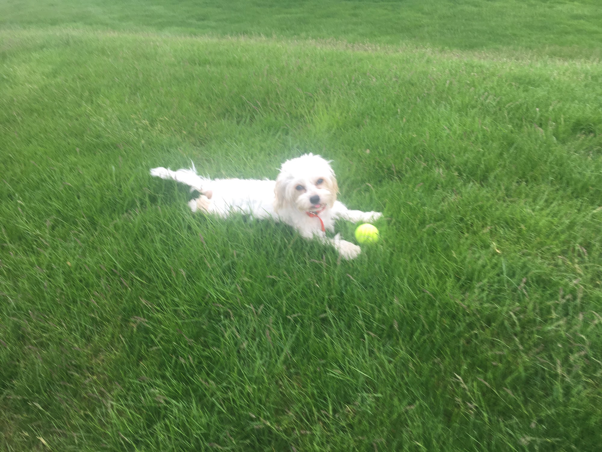 Home At Last Dog Rescue Lansdale