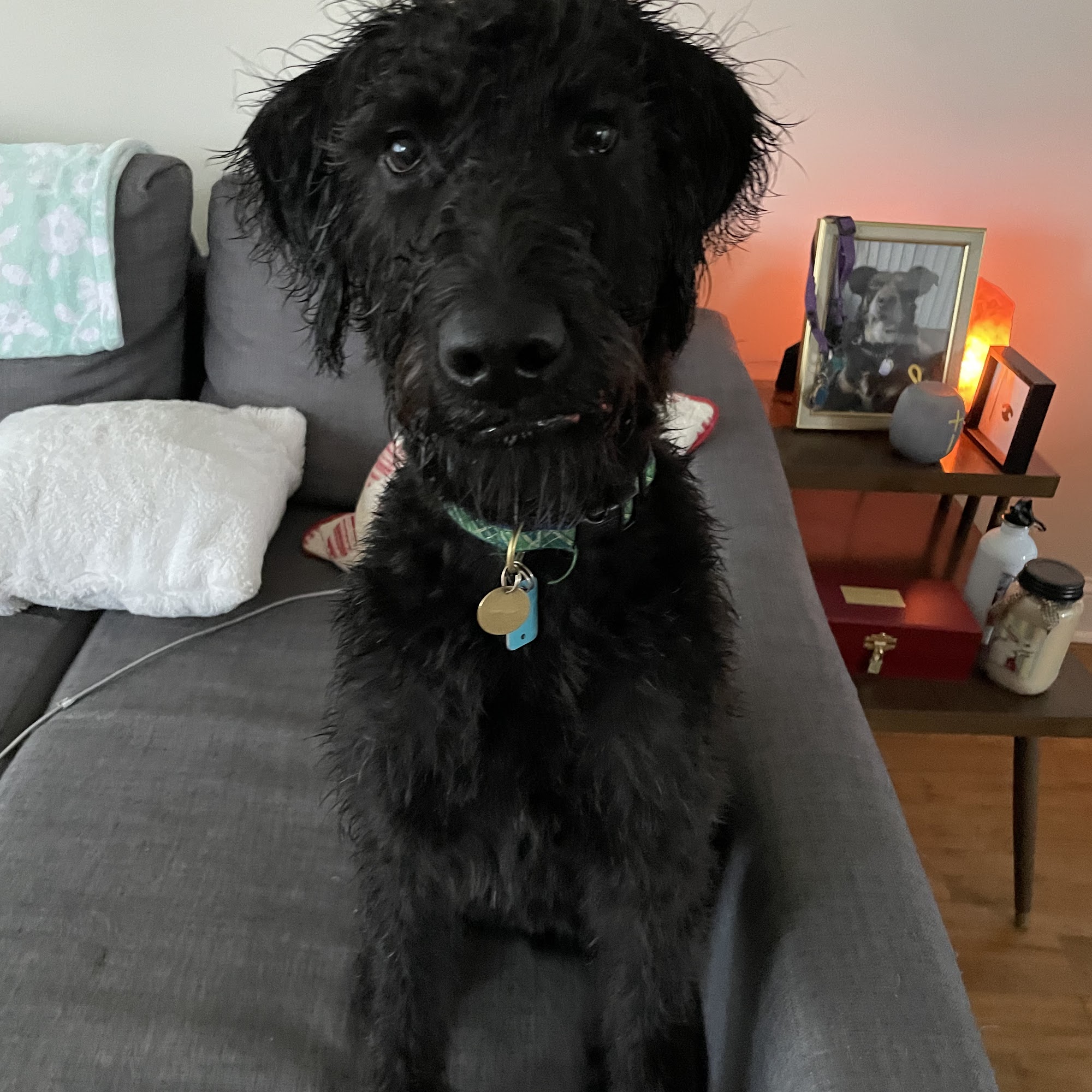 Home At Last Dog Rescue Lansdale