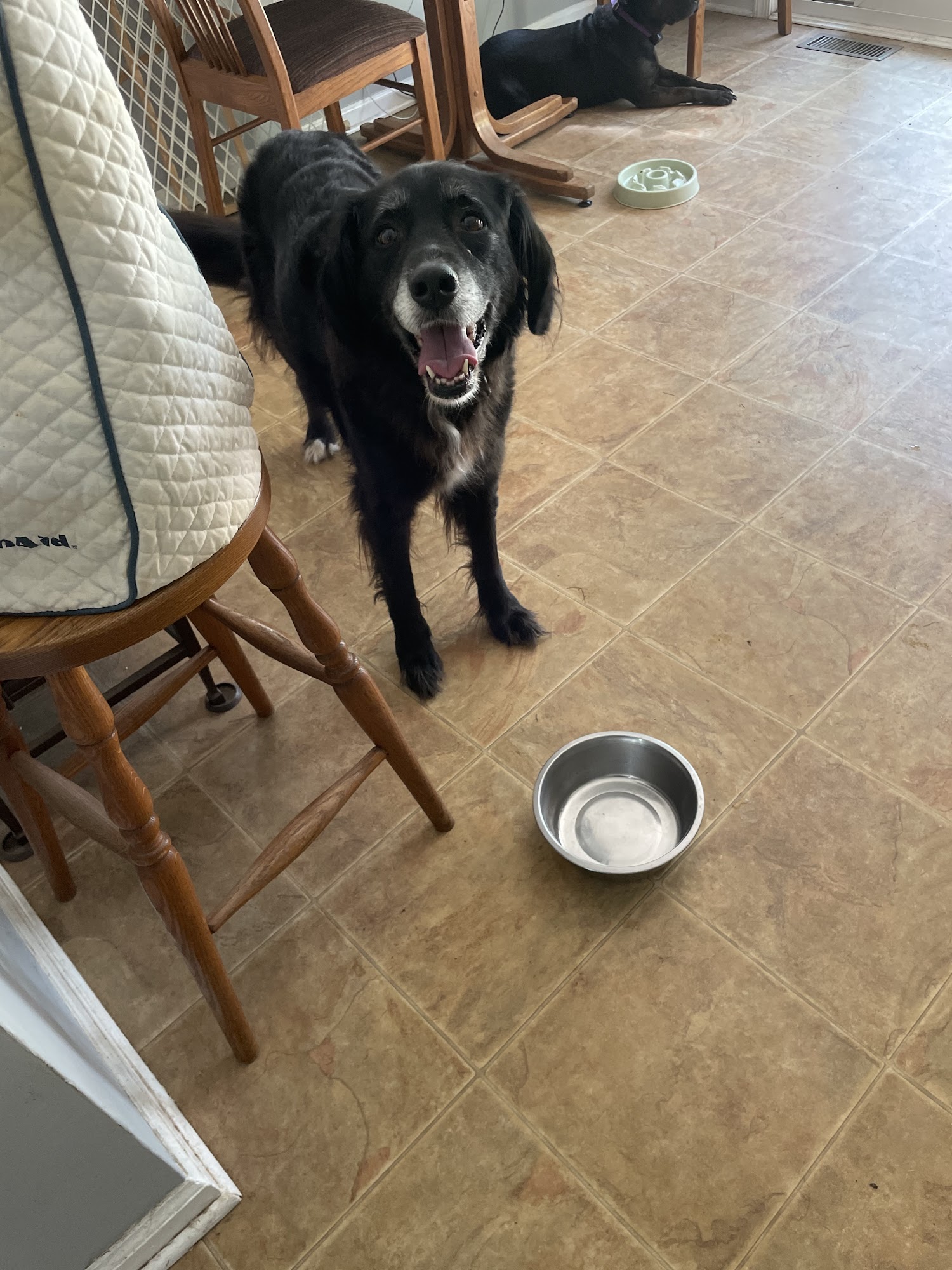 Pampered Pups by Marissa LLC Lansdale