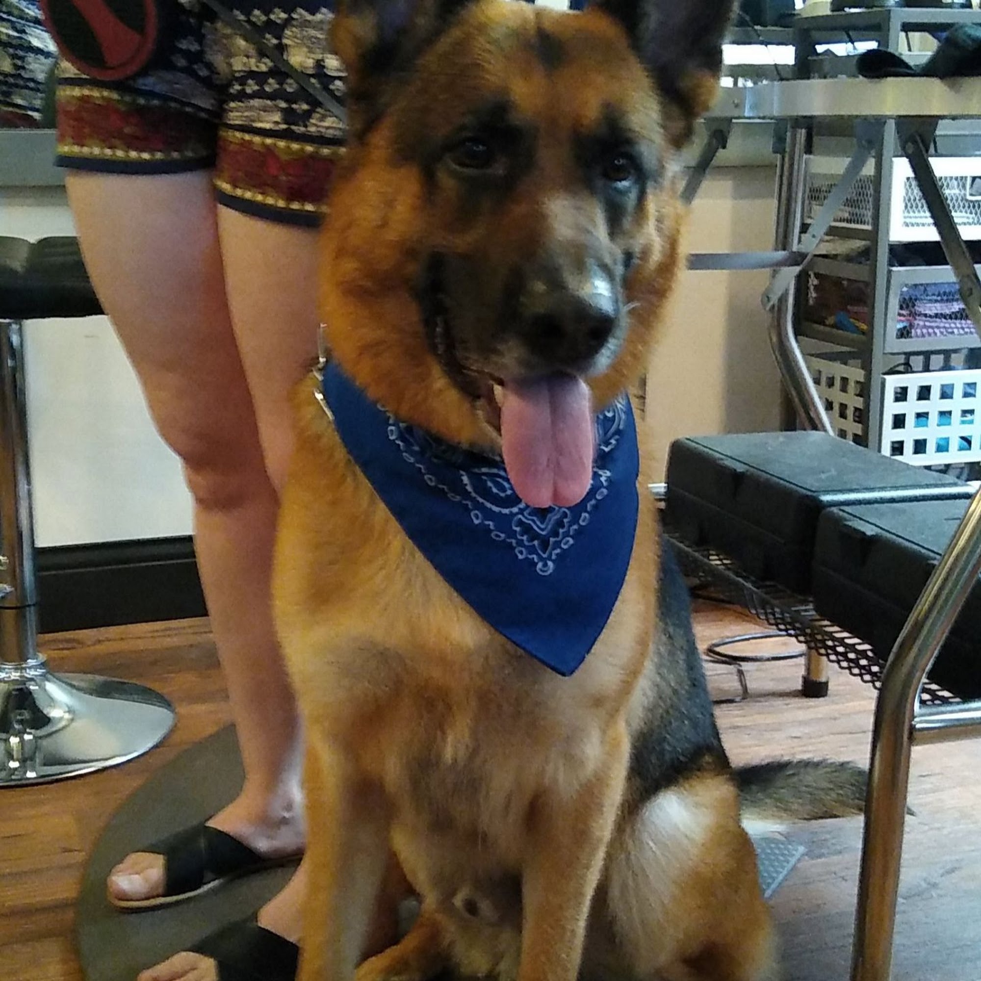 The Loving Wag Dog Grooming Salon Lansdale