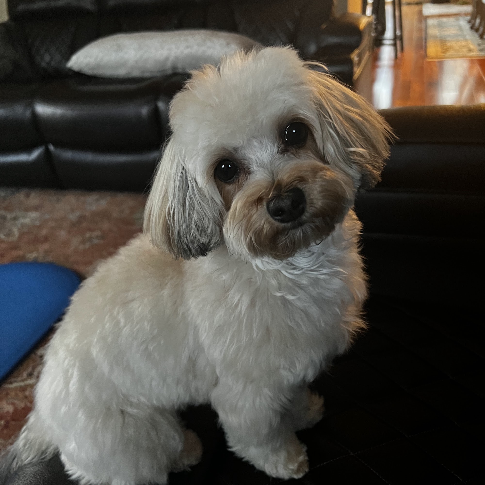 Handcrafted Canine LLC Lansdale