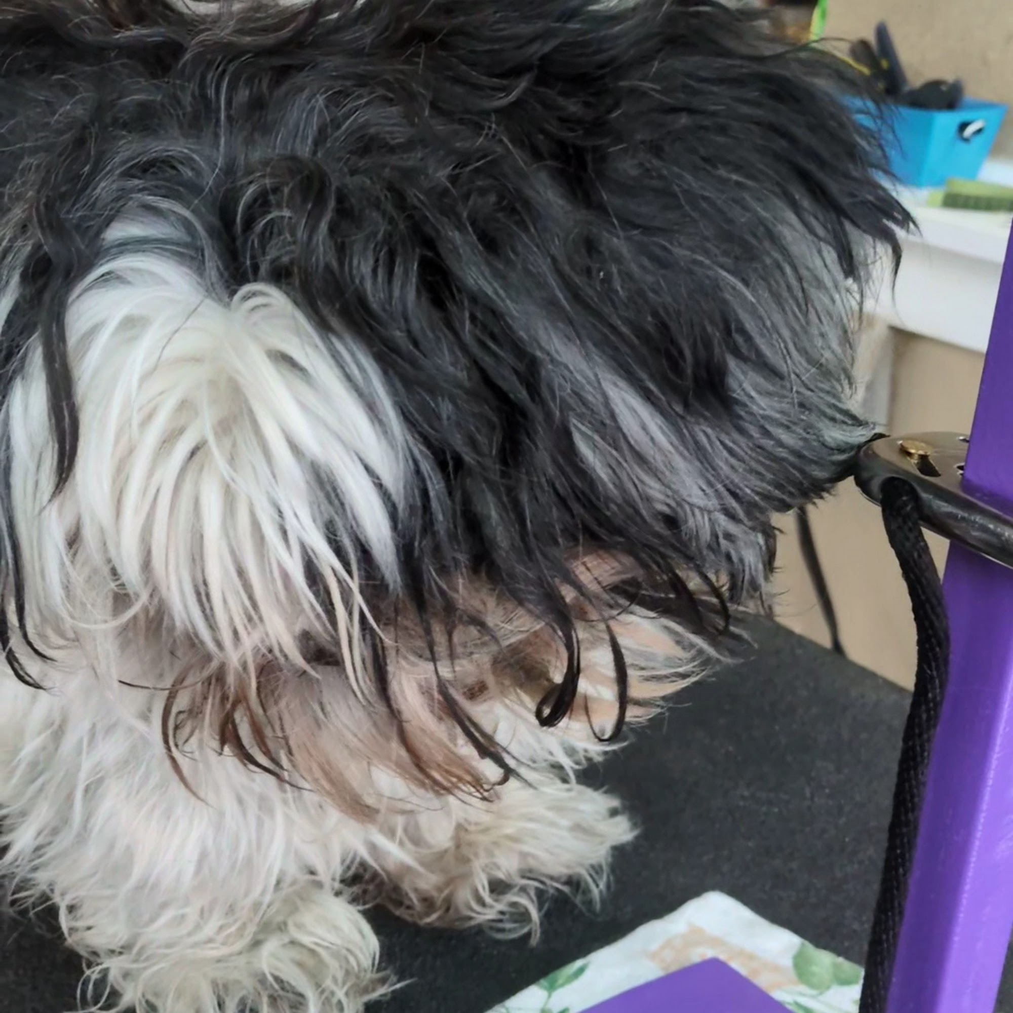 Kadee’s Dog House Lansdowne