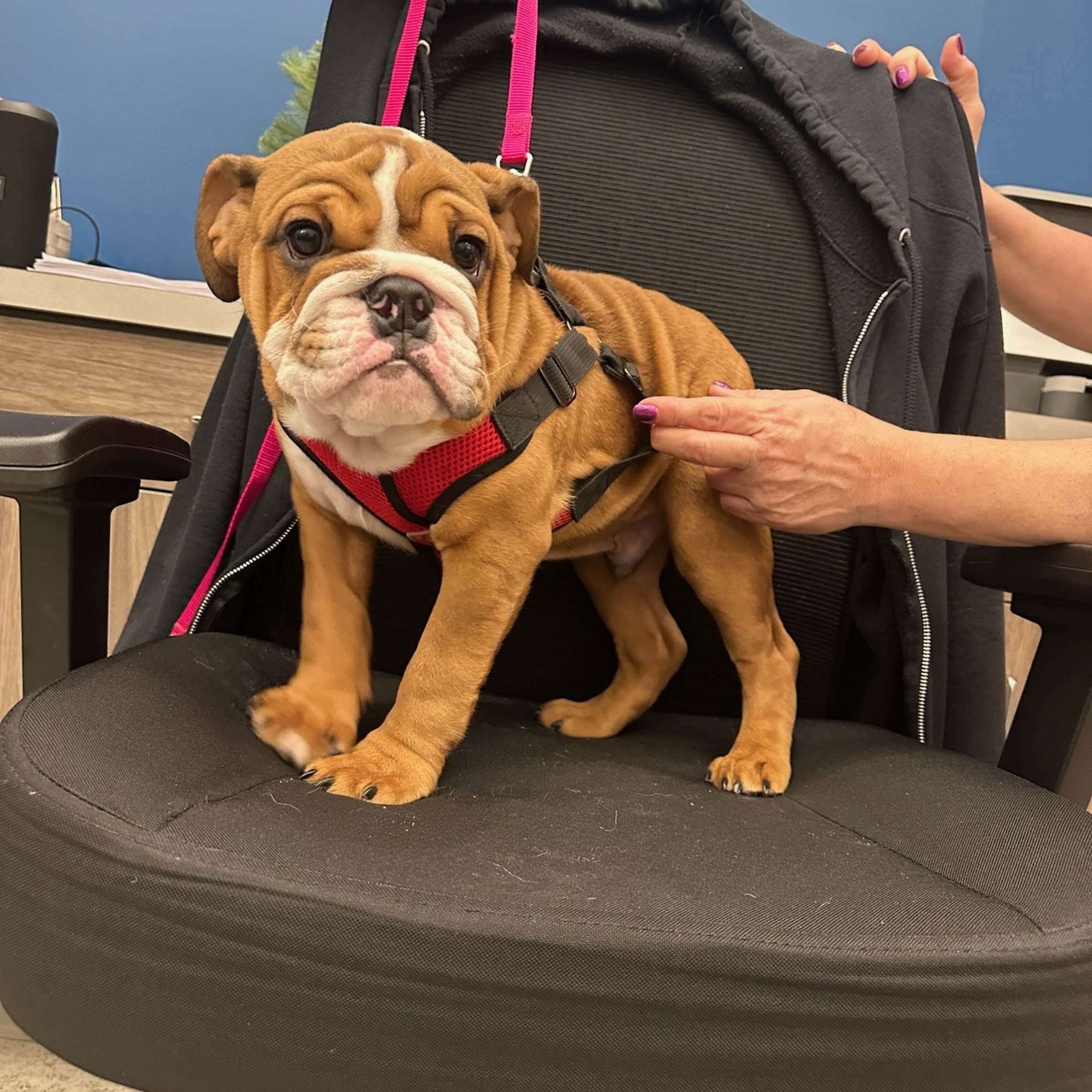 Latrobe Animal Clinic Latrobe