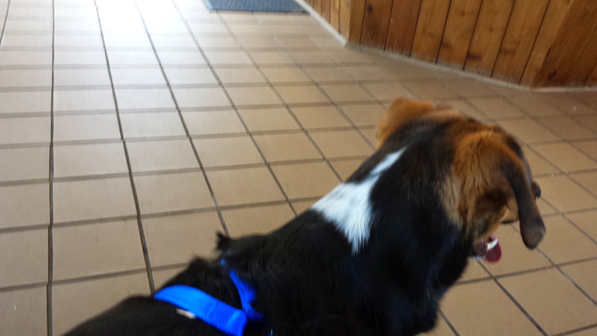 Lakeview Animal Clinic Latrobe