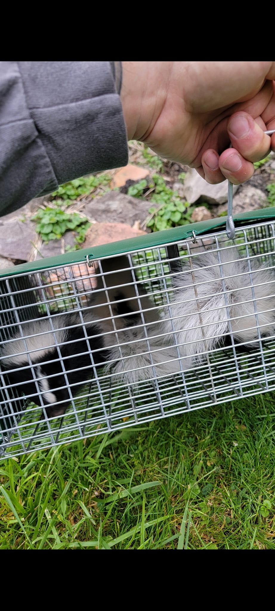 Flowers Wildlife Control LLC