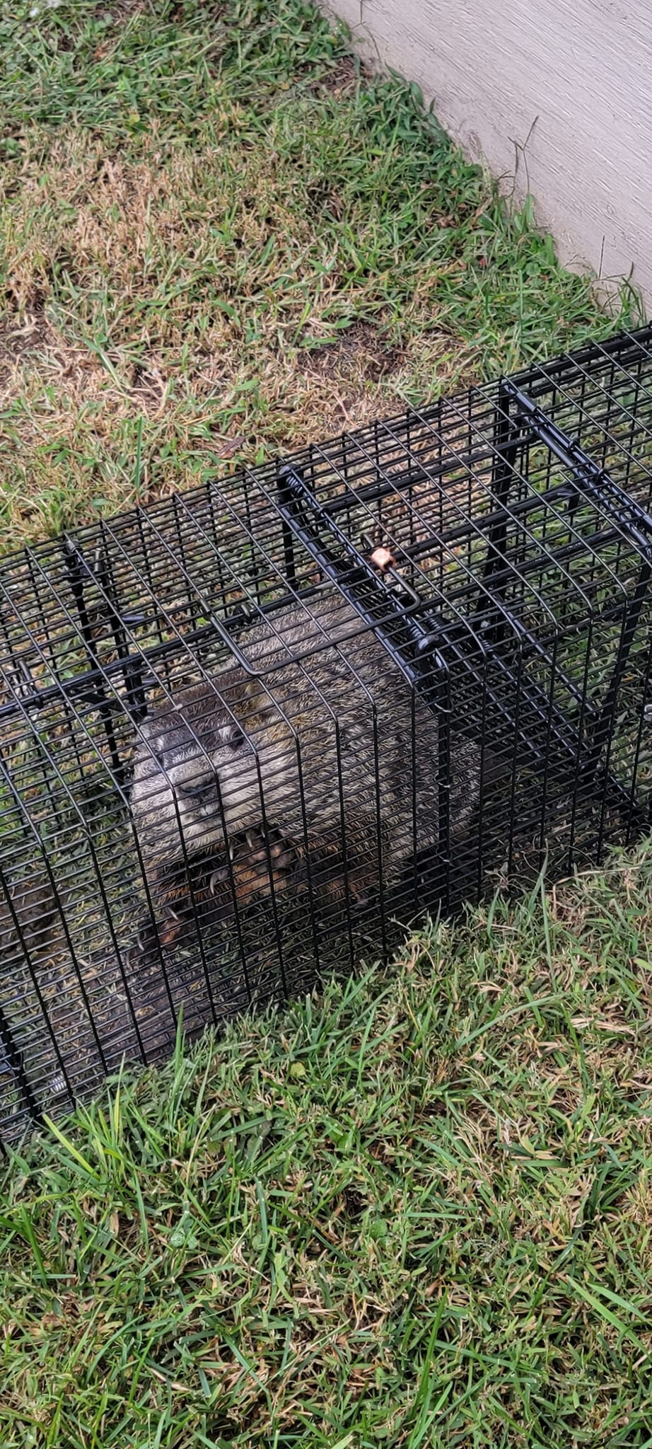 Flowers Wildlife Control LLC