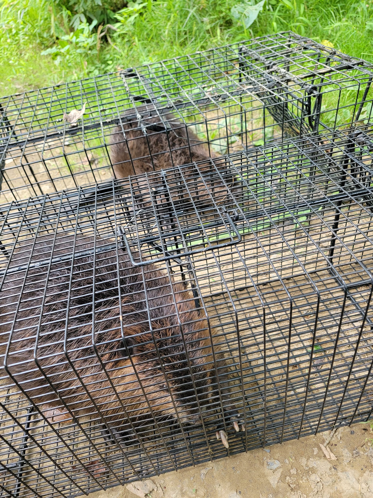 Flowers Wildlife Control LLC