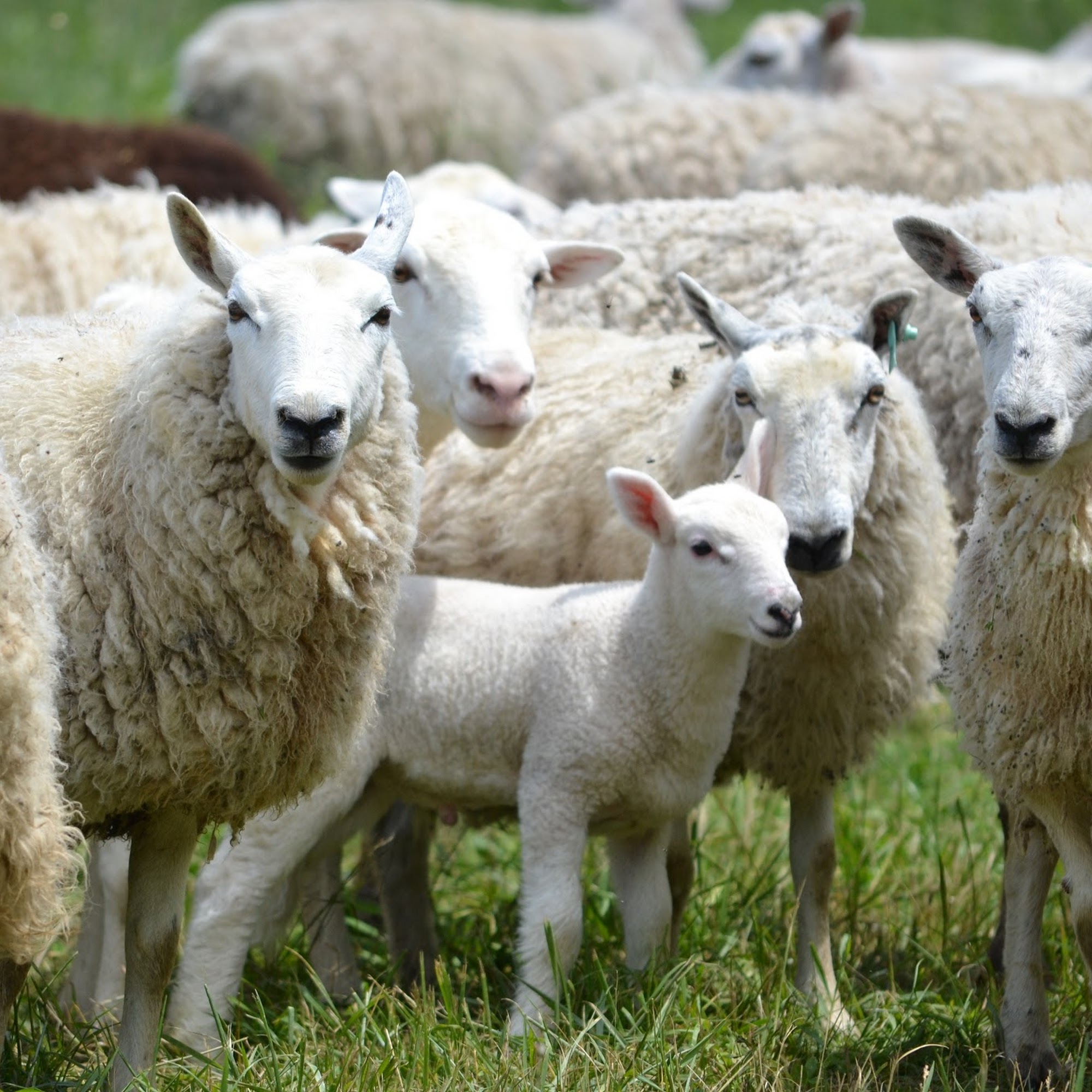 Jamison Farm Latrobe