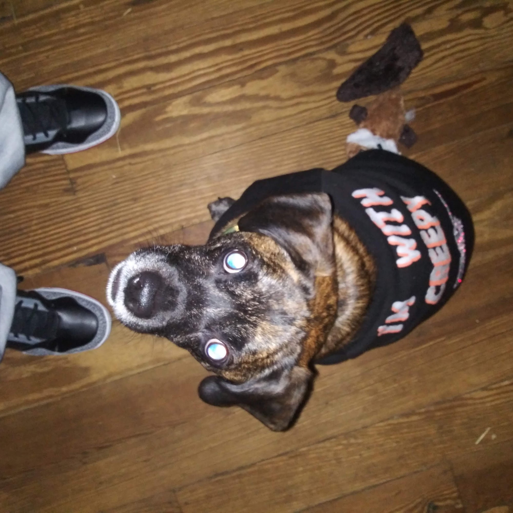 Apple Creek Veterinary Hospital Lebanon