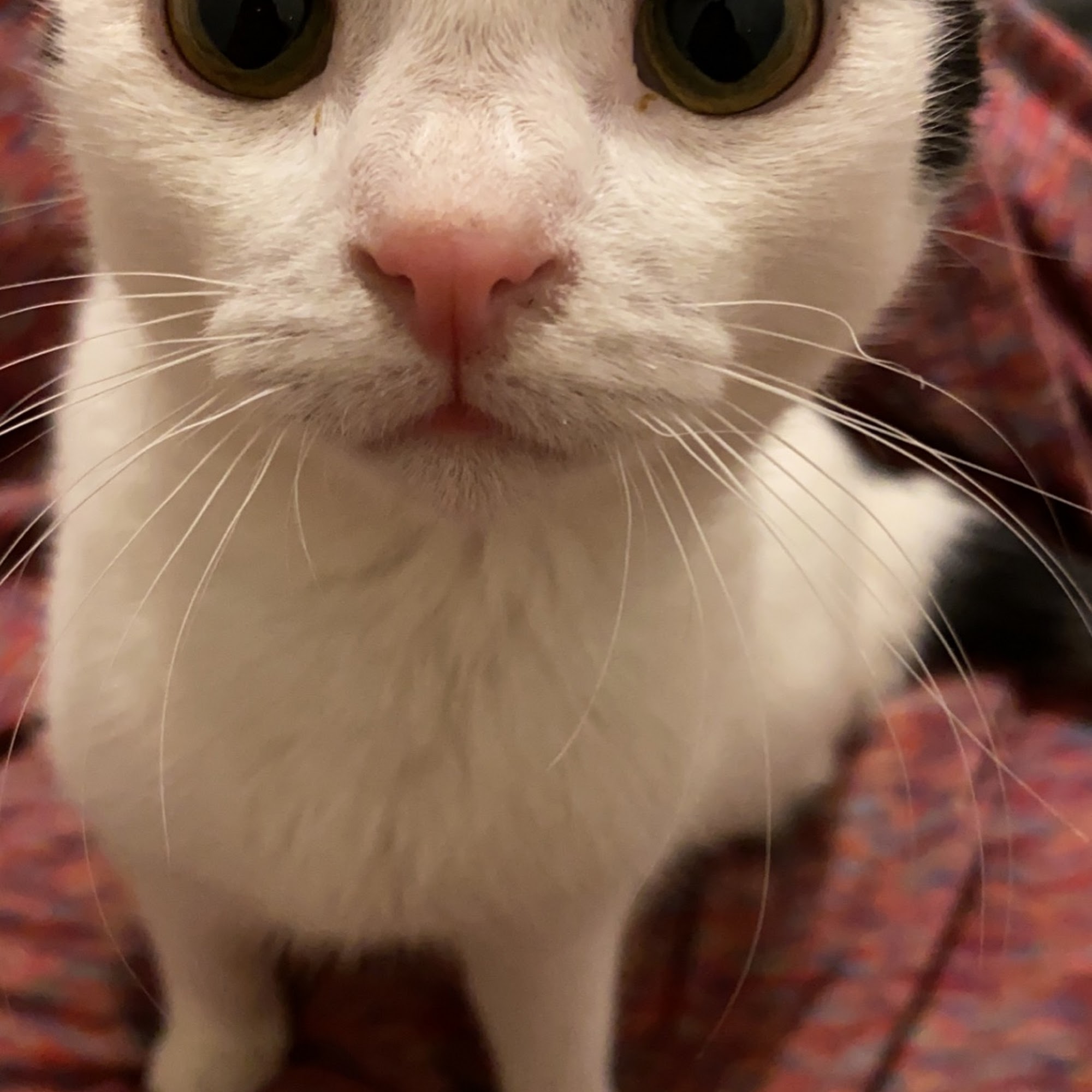 East Lebanon Animal Clinic Lebanon