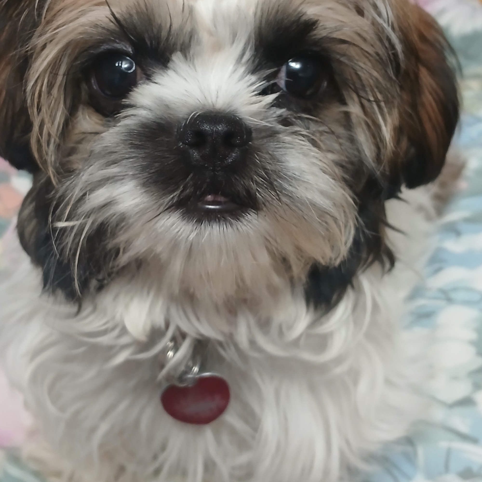 Pet Day Surgery Lebanon