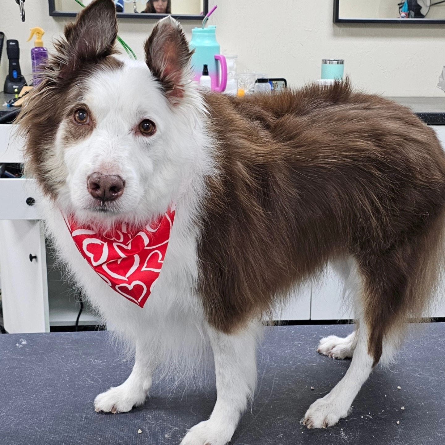 The Lucky Dog Grooming Company Lebanon