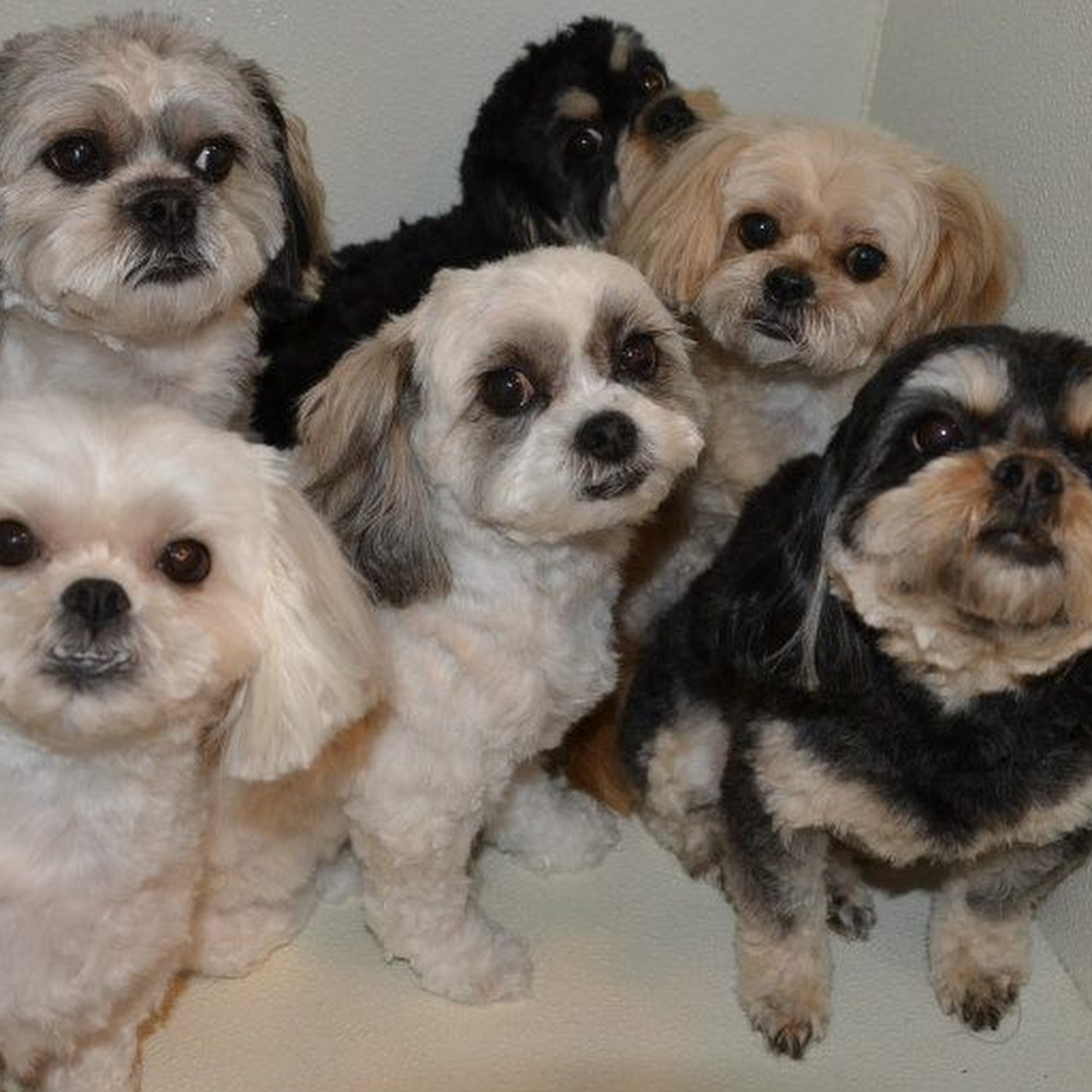 Pampered Pet Parlor Lebanon