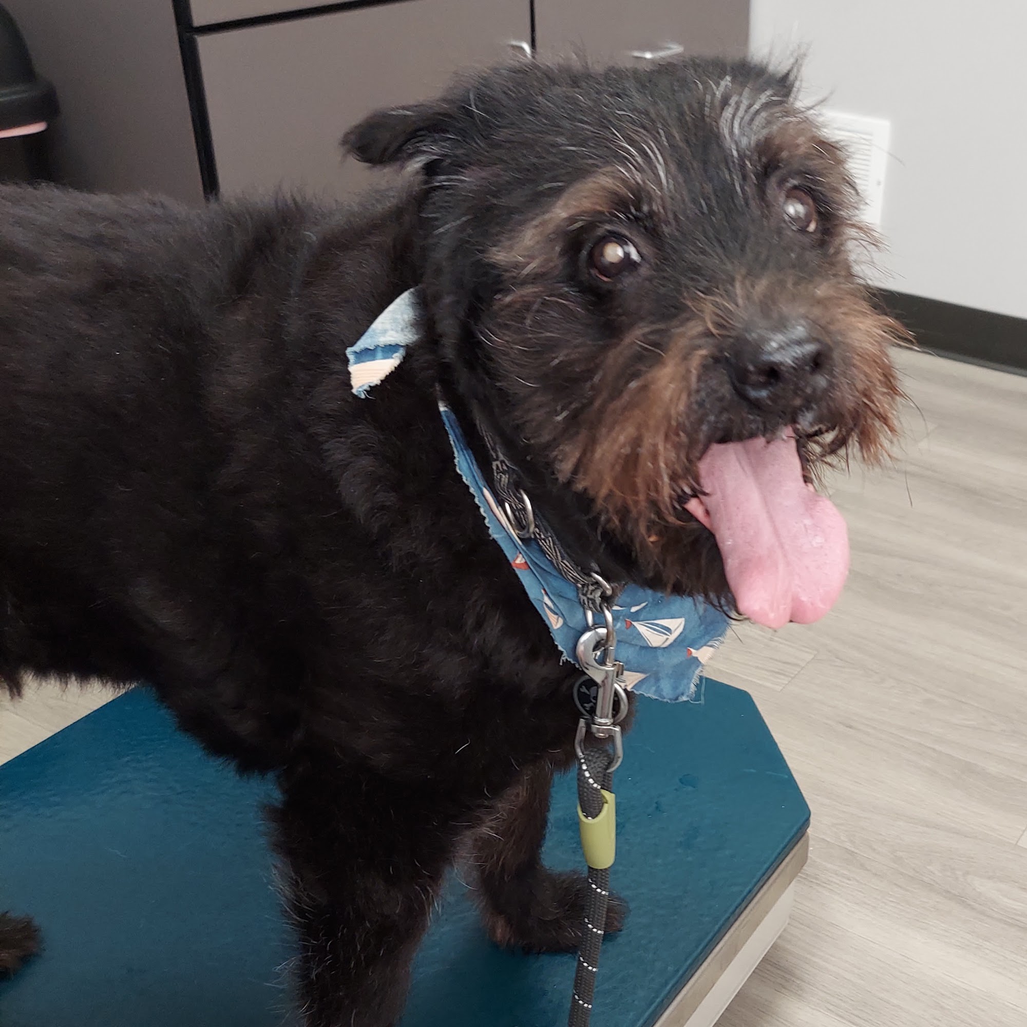 Kiski Valley Animal Clinic Inc Leechburg