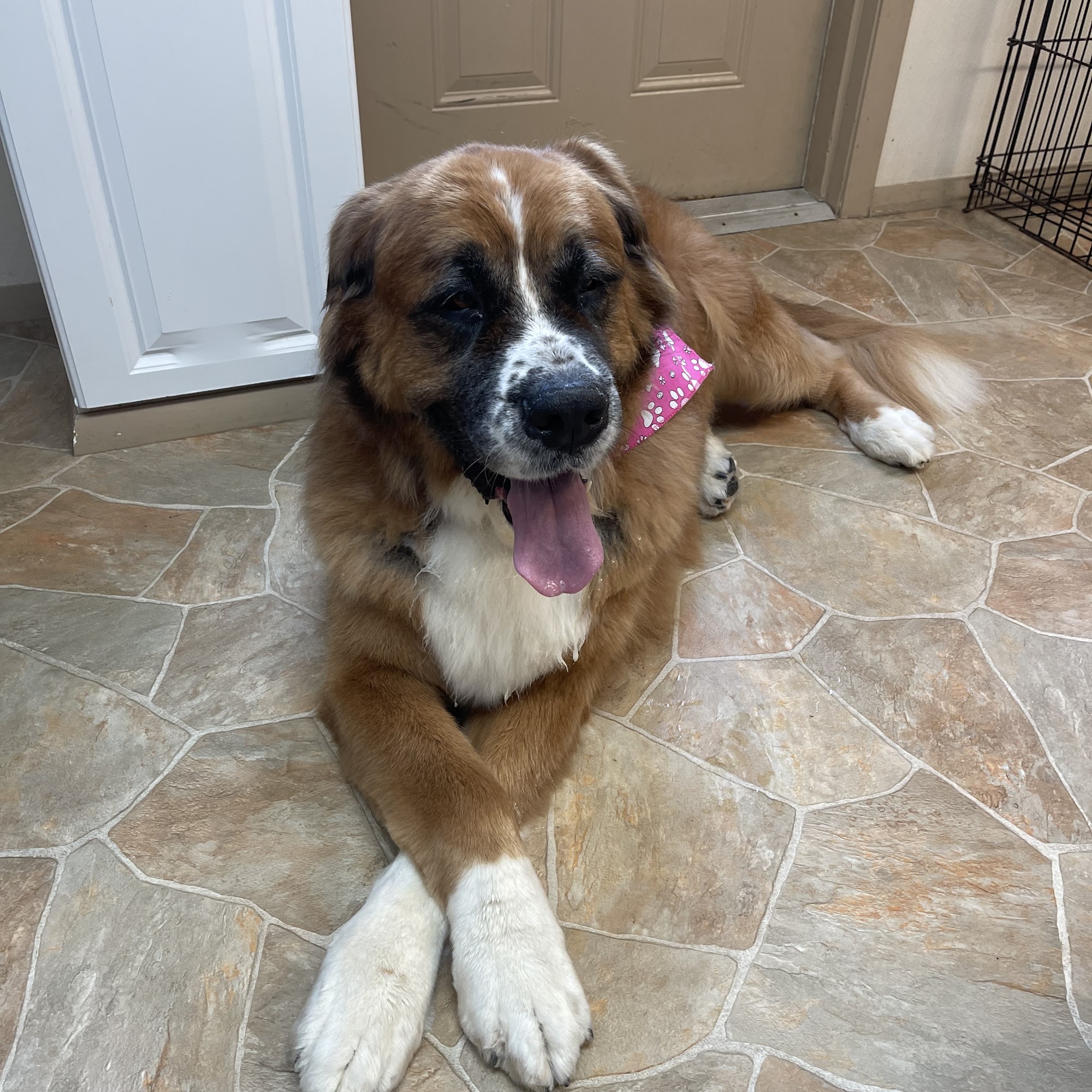 Chrissy’s Hungry Hollow Hounds Leechburg