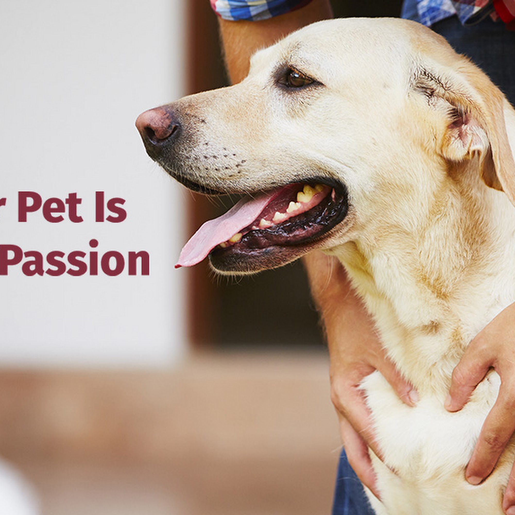 Leesport Animal Hospital Leesport