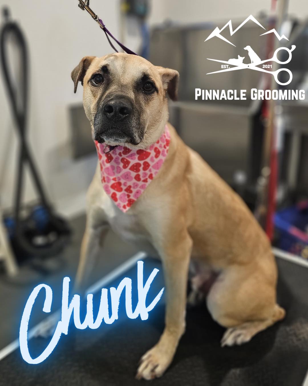 Pinnacle Grooming Lehighton