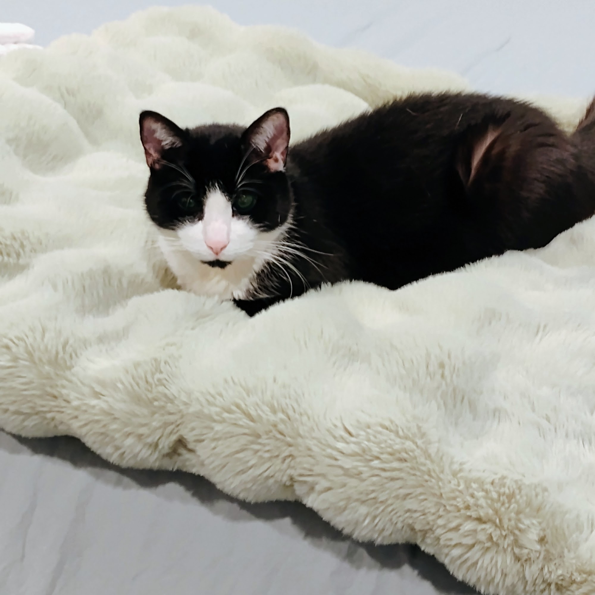 BluePearl Pet Hospital Levittown