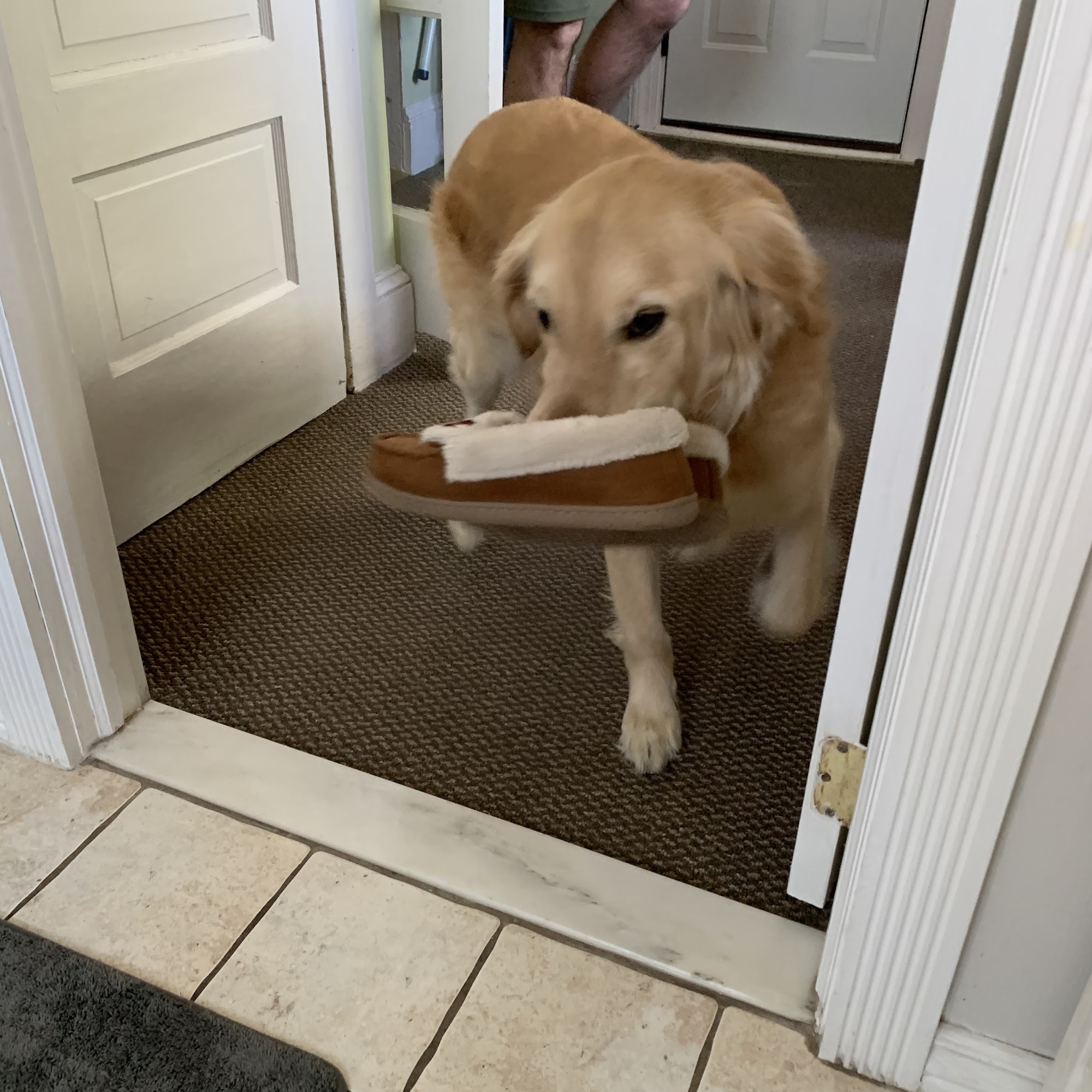 Veterinary Specialty & Emrgency Center: Chapman Peter DVM Levittown