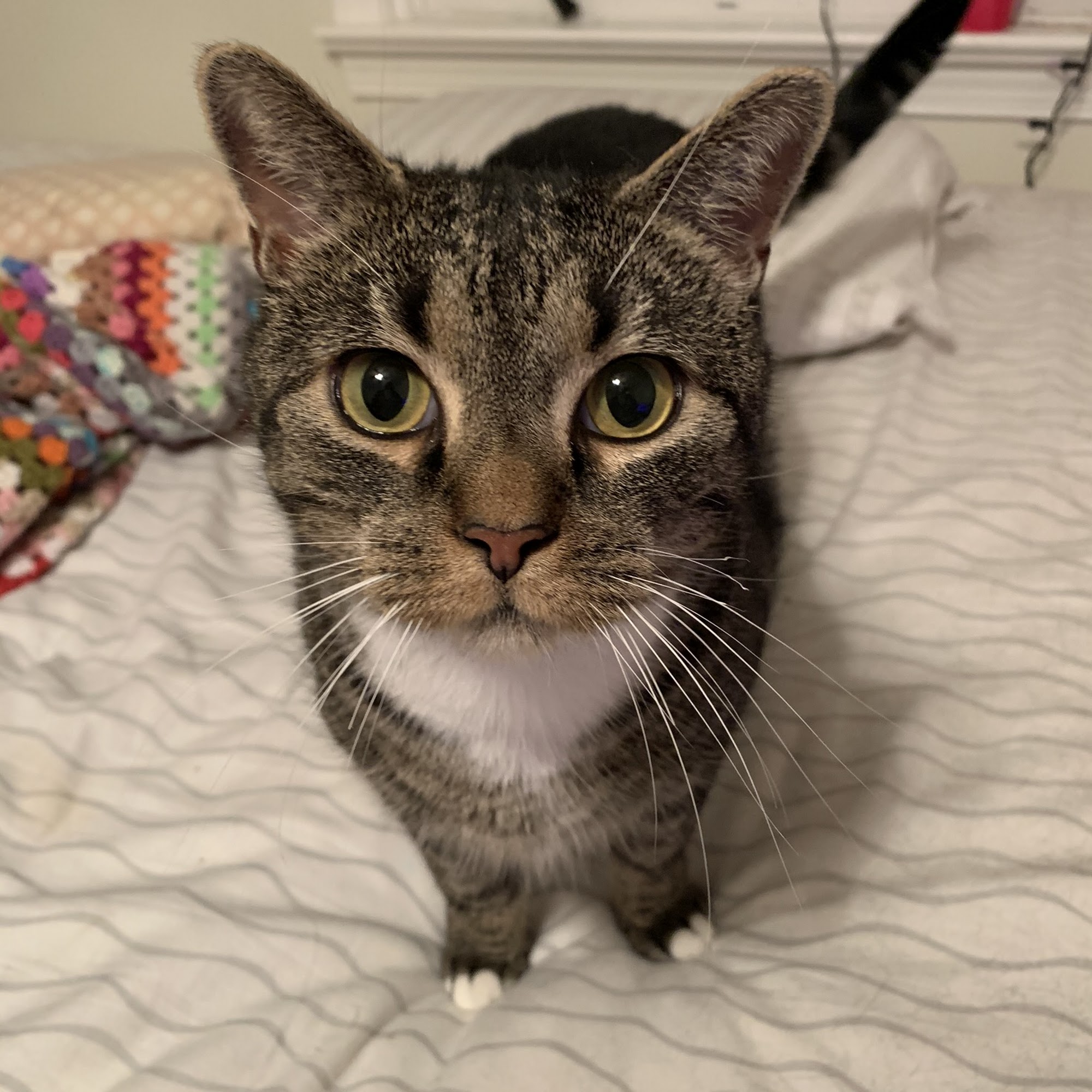 Pet's Best Friend Veterinary Hospital Levittown