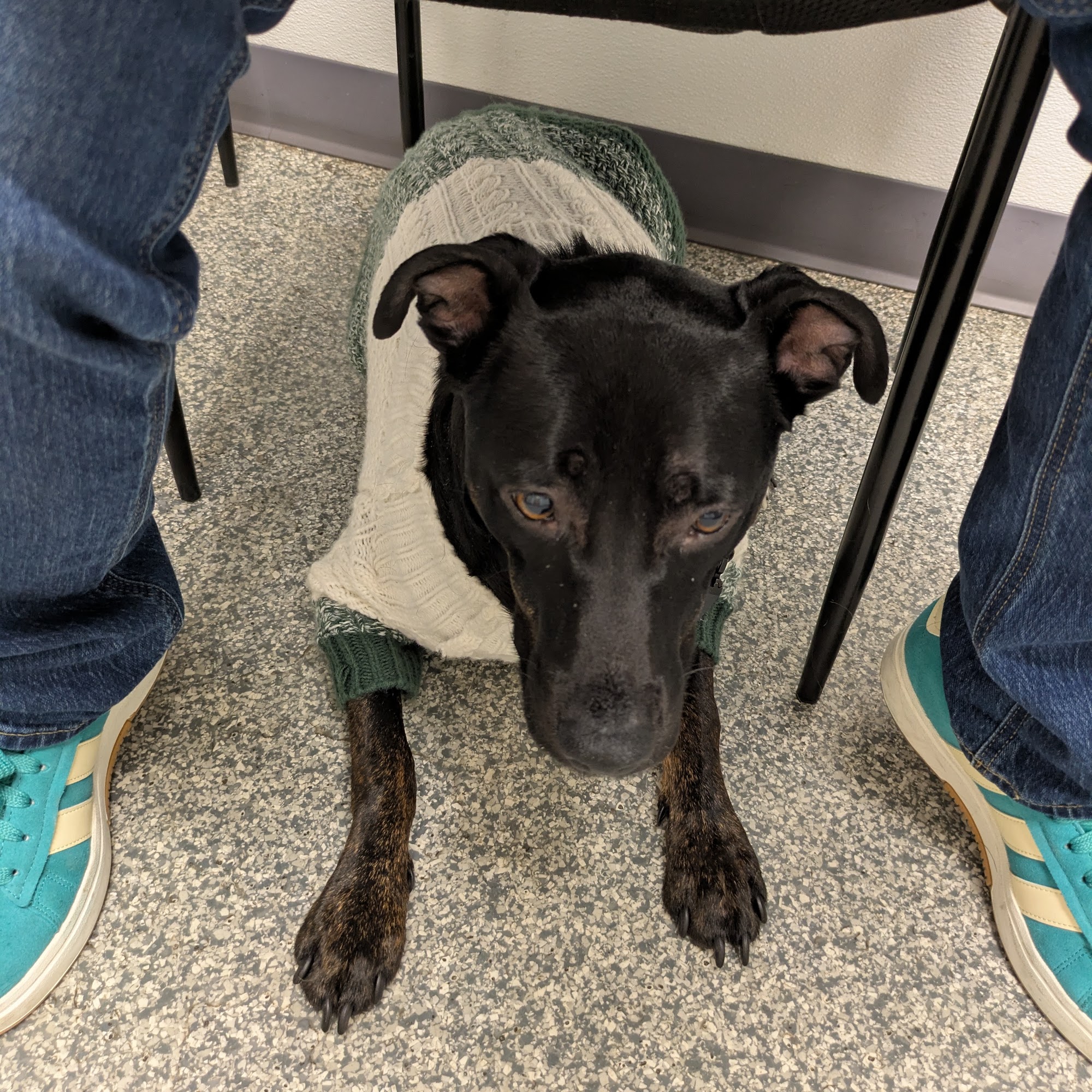 The Animals' Hospital of Levittown Levittown