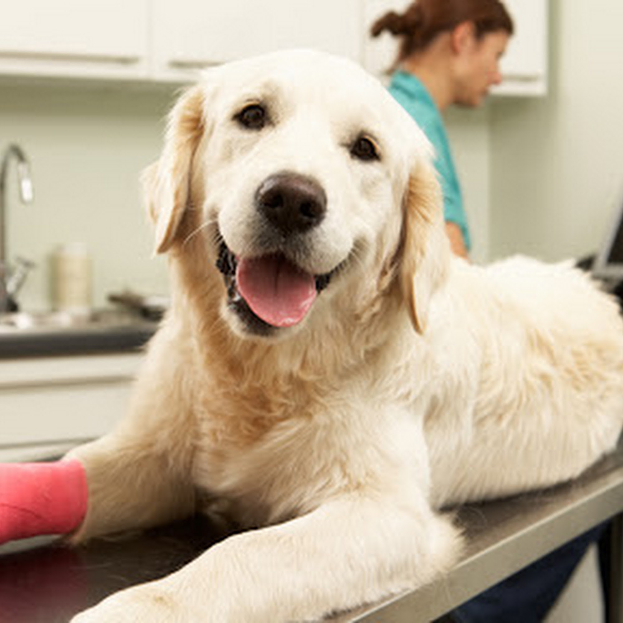 Lewisburg Veterinary Hospital Lewisburg