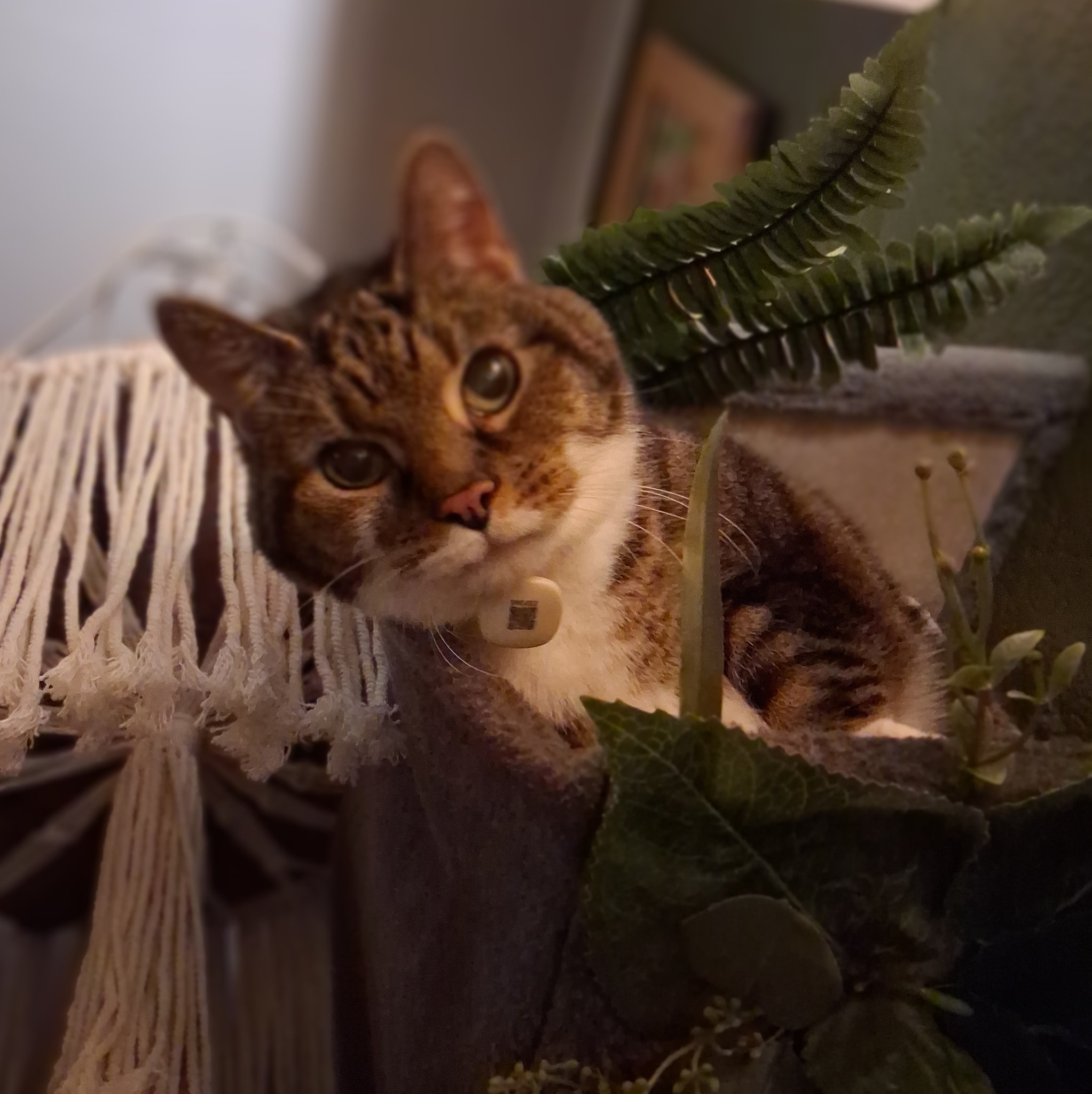 The Grooming Geek Lewisburg