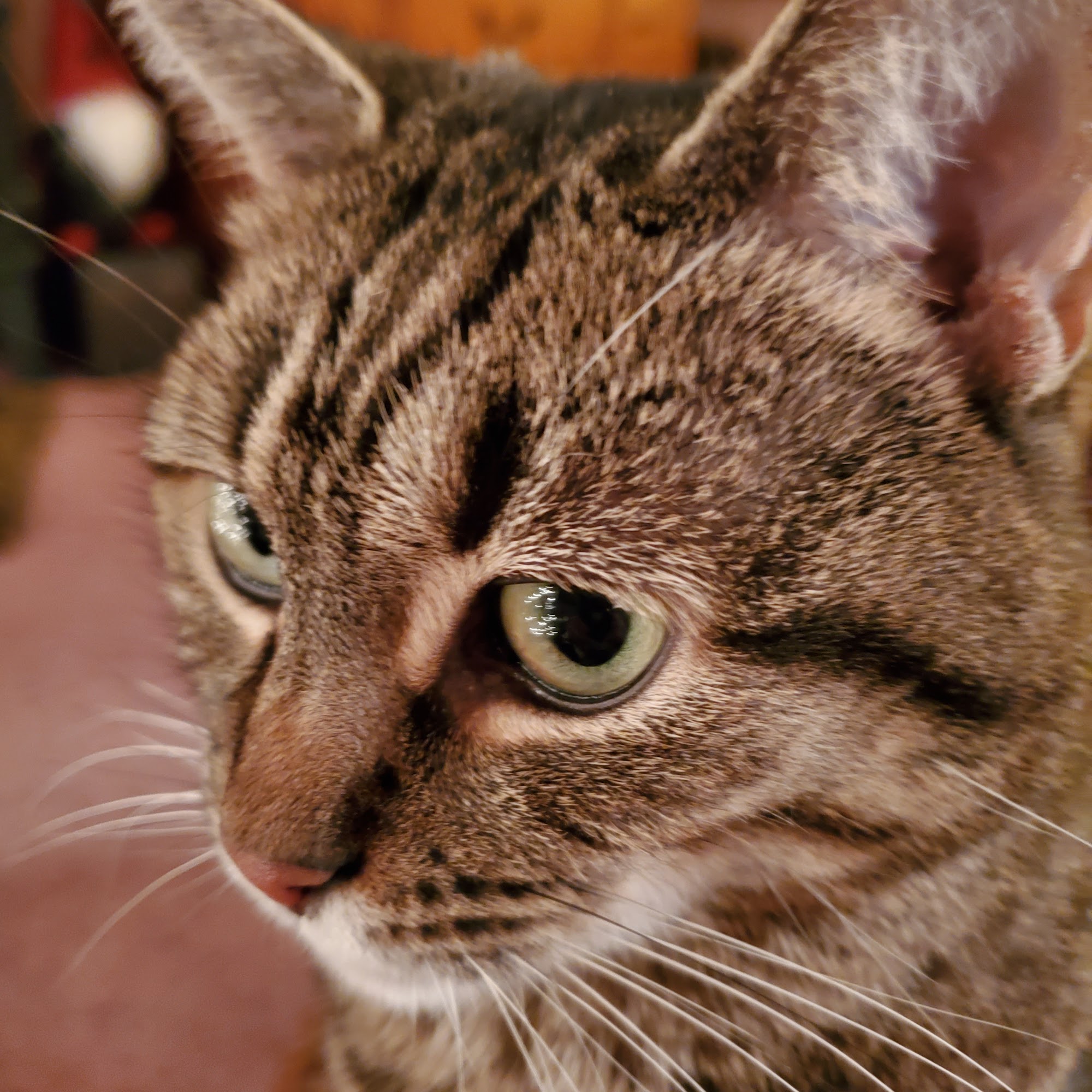 Crestview Animal Clinic: Davidson Craig A DVM Lincoln University