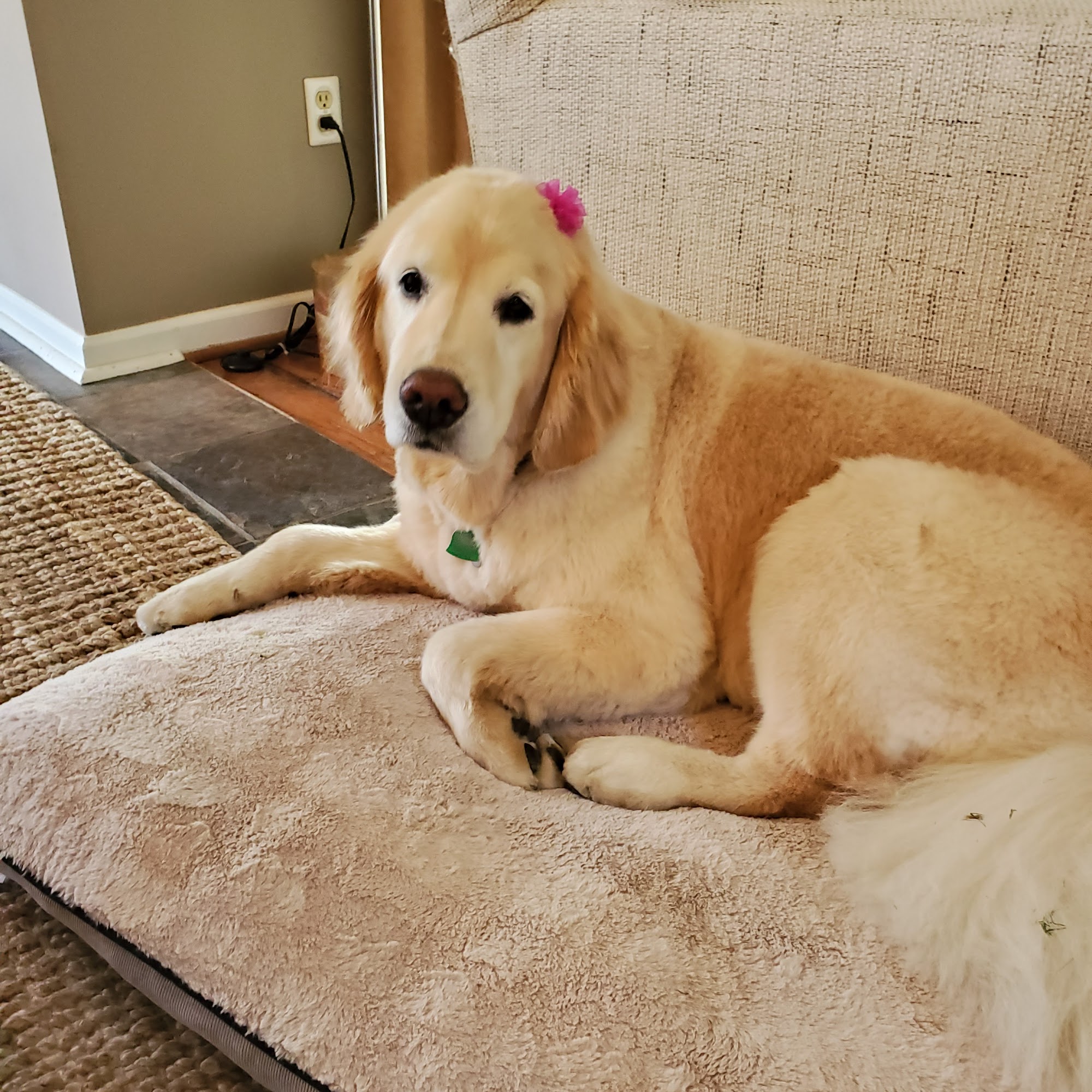 Crestview Animal Clinic: Sachs Harry R DVM Lincoln University