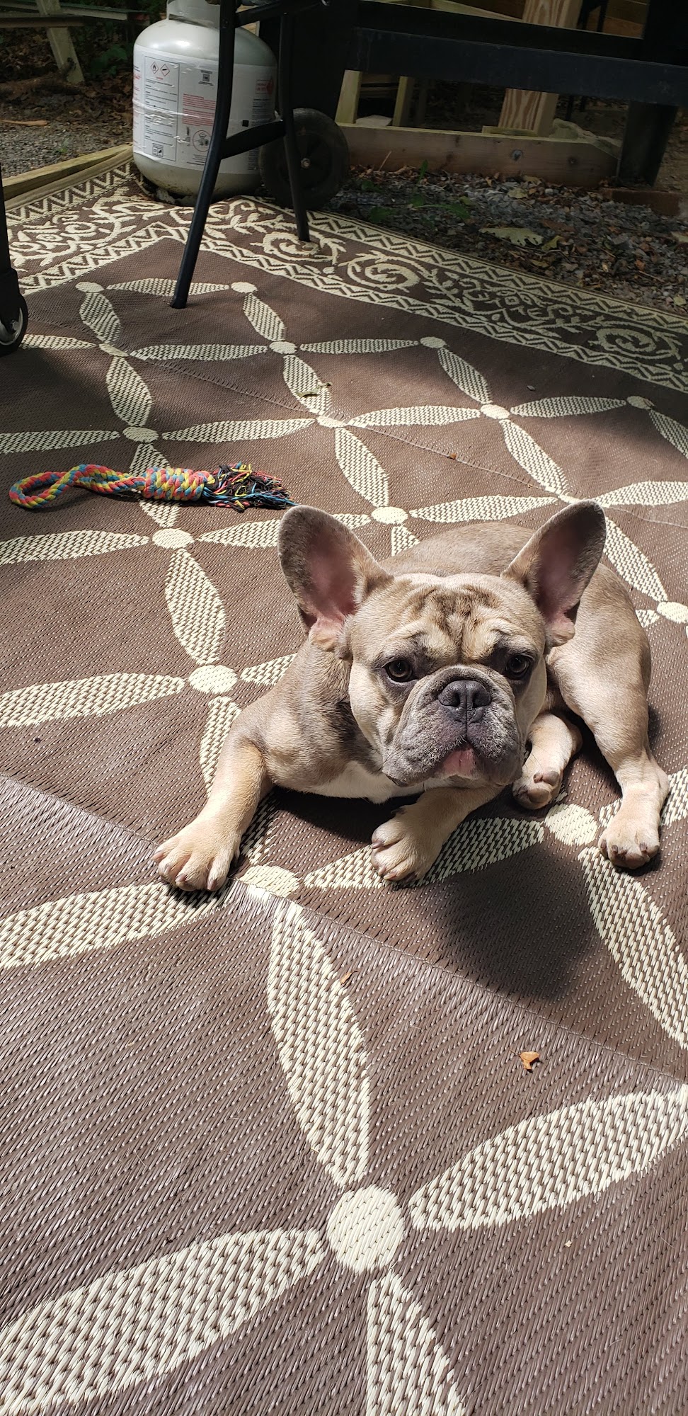 Lititz Veterinary Clinic Lititz