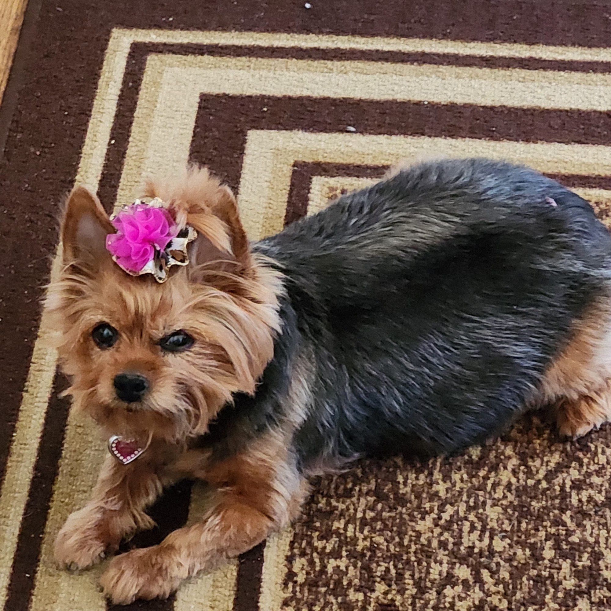 Gochenauer Pet Resort Lititz