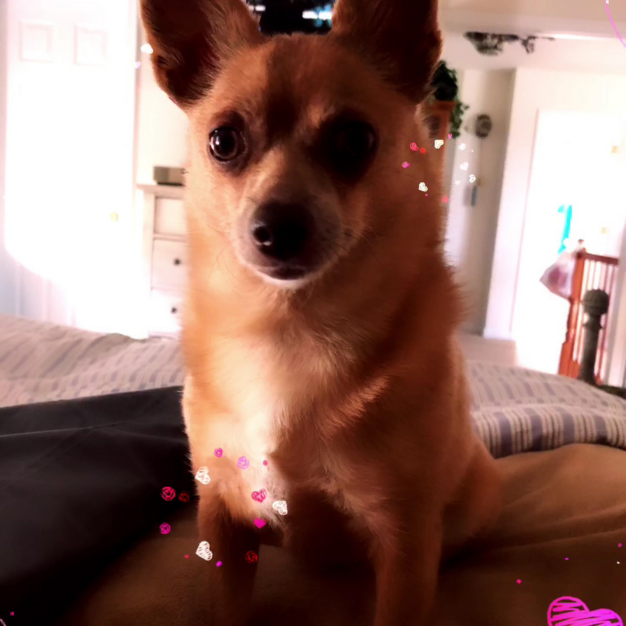 Littlestown Veterinary Hospital Littlestown