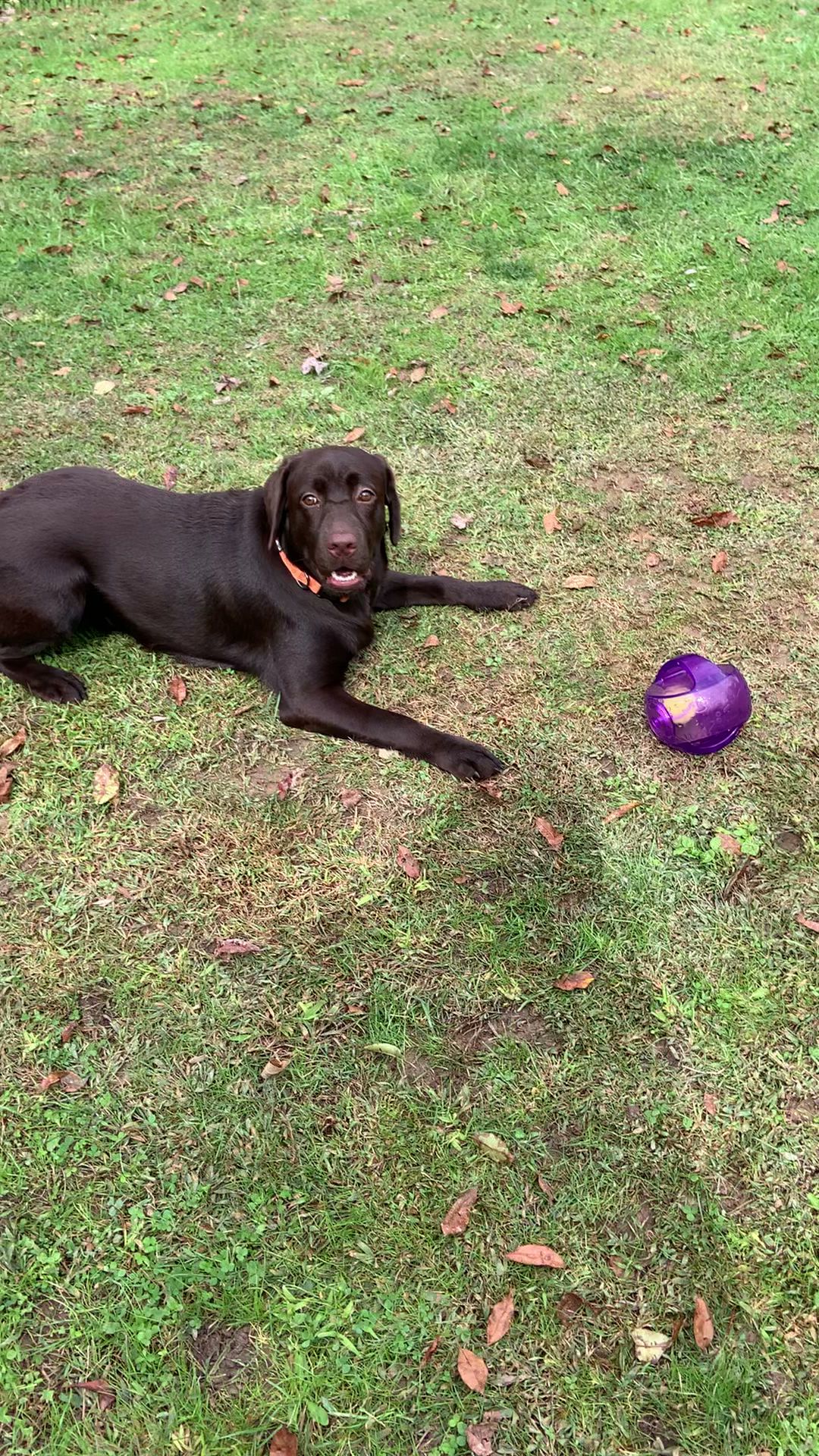 Lindsey’s Dog Walking & In Home Visits, LLC CPPS FFCP Lower Burrell