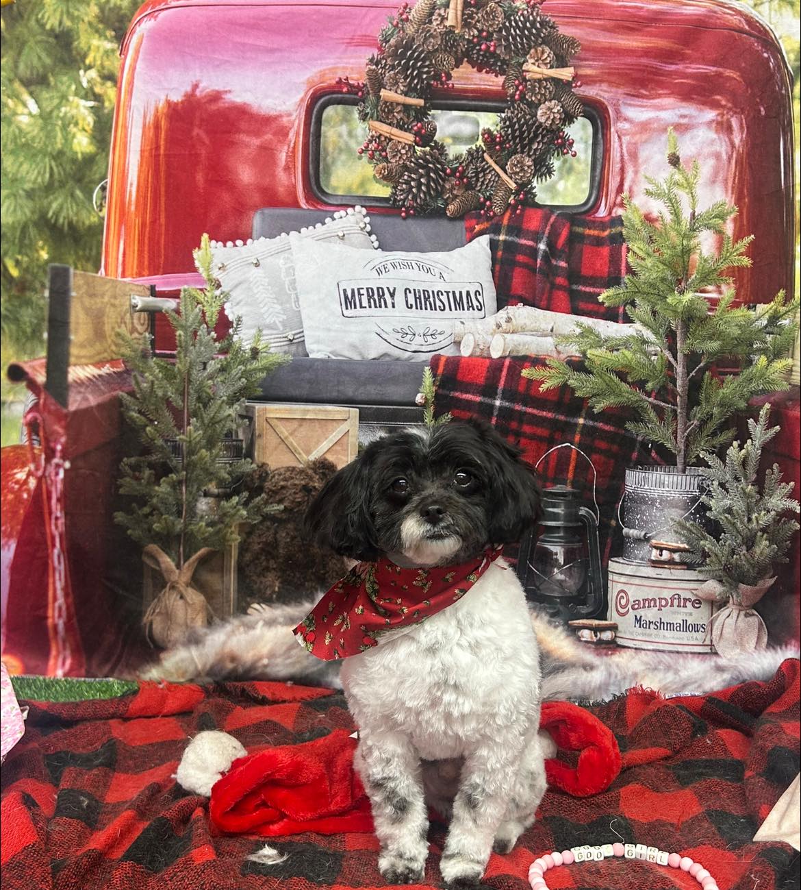 Lollipup's Pet Grooming Lower Burrell