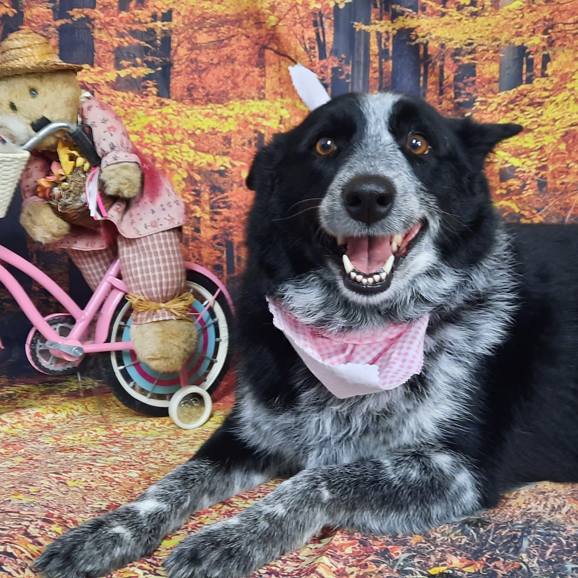 Lollipup's Pet Grooming Lower Burrell