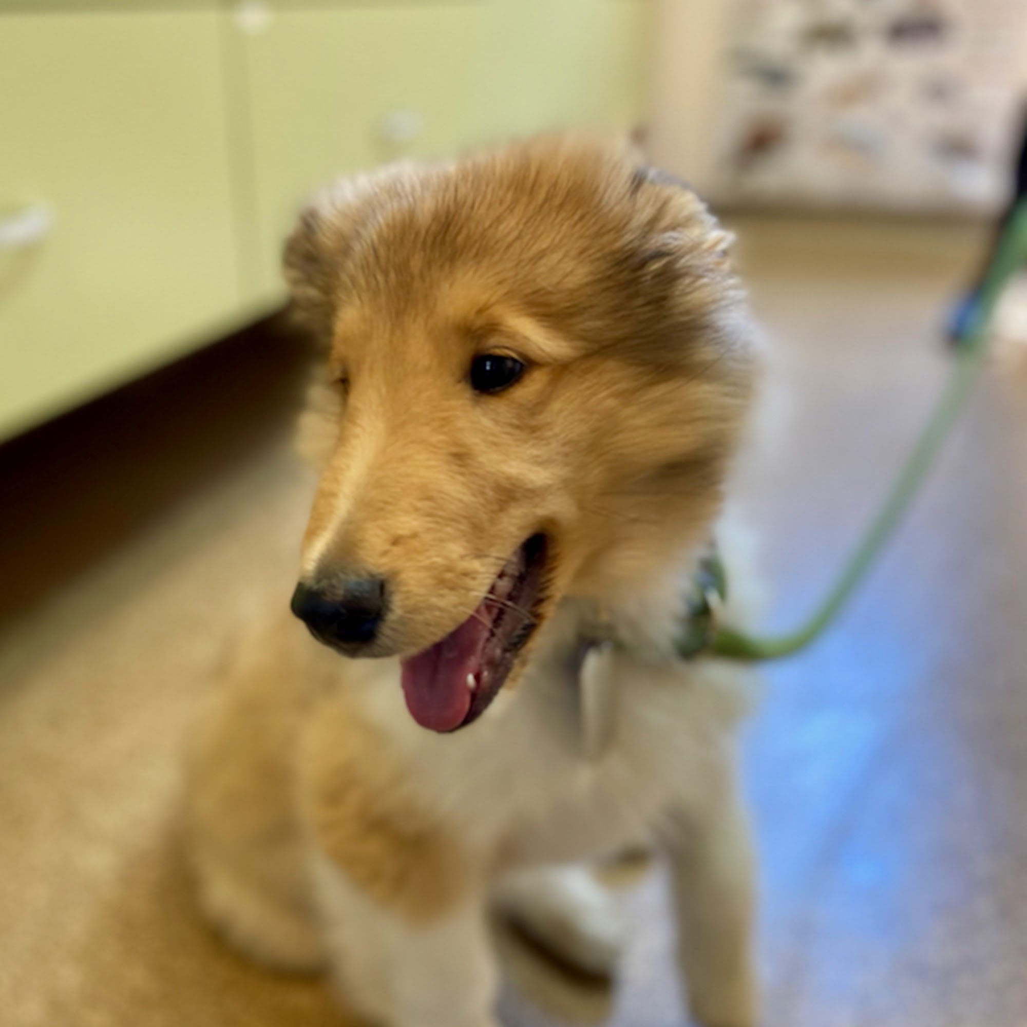 Malvern Veterinary Hospital Malvern