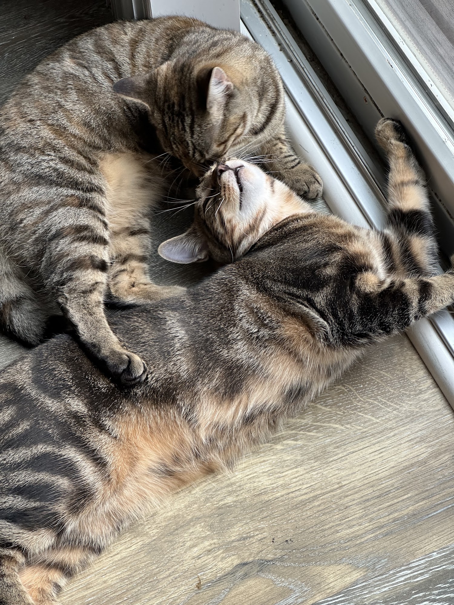 Brandywine Valley SPCA Animal Health Center | Malvern Malvern