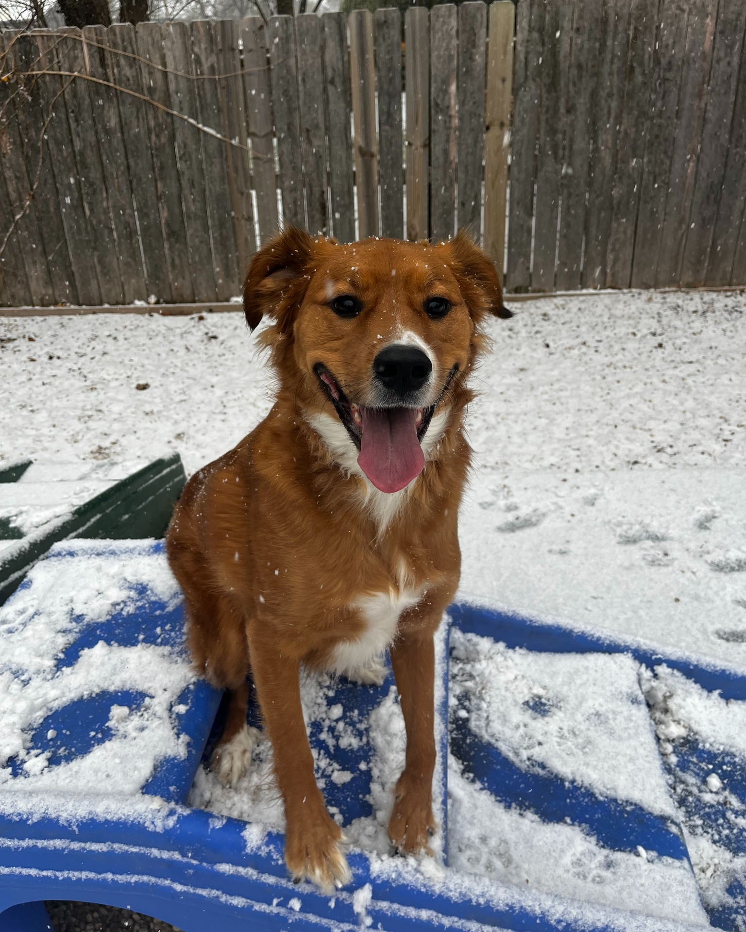 Great Valley Pet Hotel Malvern